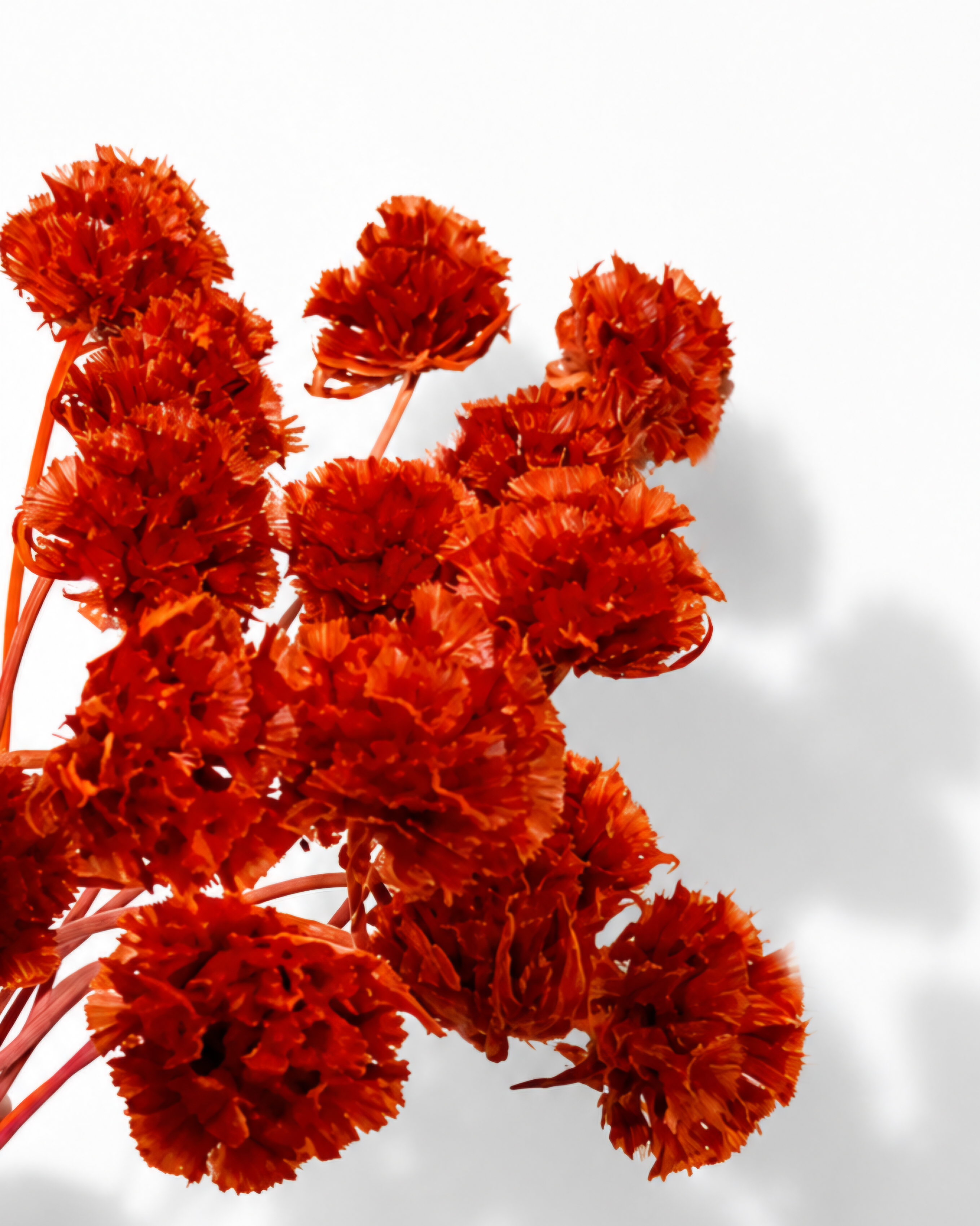 Detailed close-up shot of vibrant red preserved scabiosa pods showing paper-like textured seed heads.
