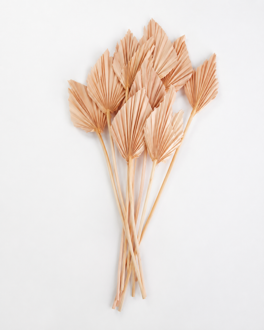 Dried Palm spear Nude