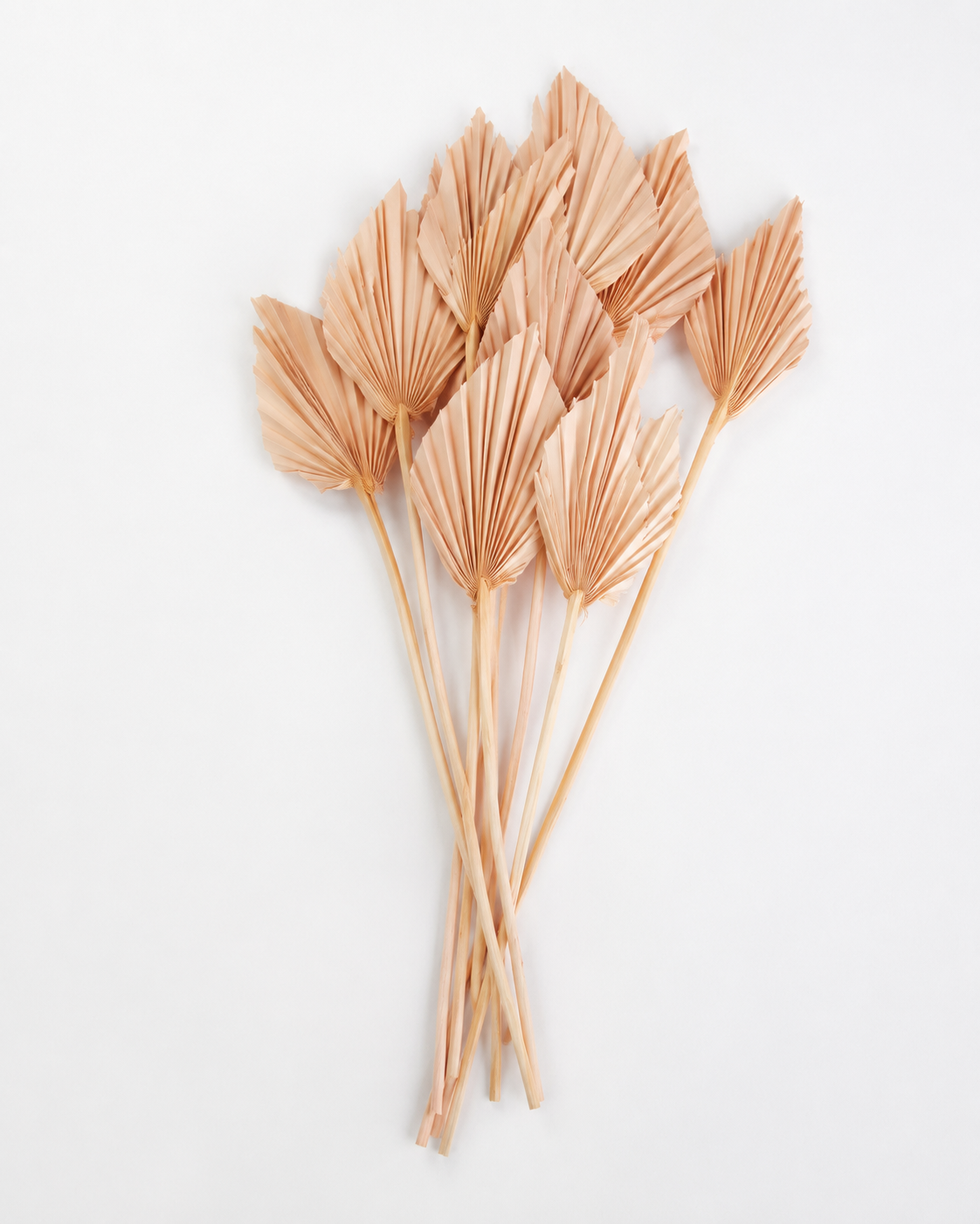 Dried Palm spear Nude