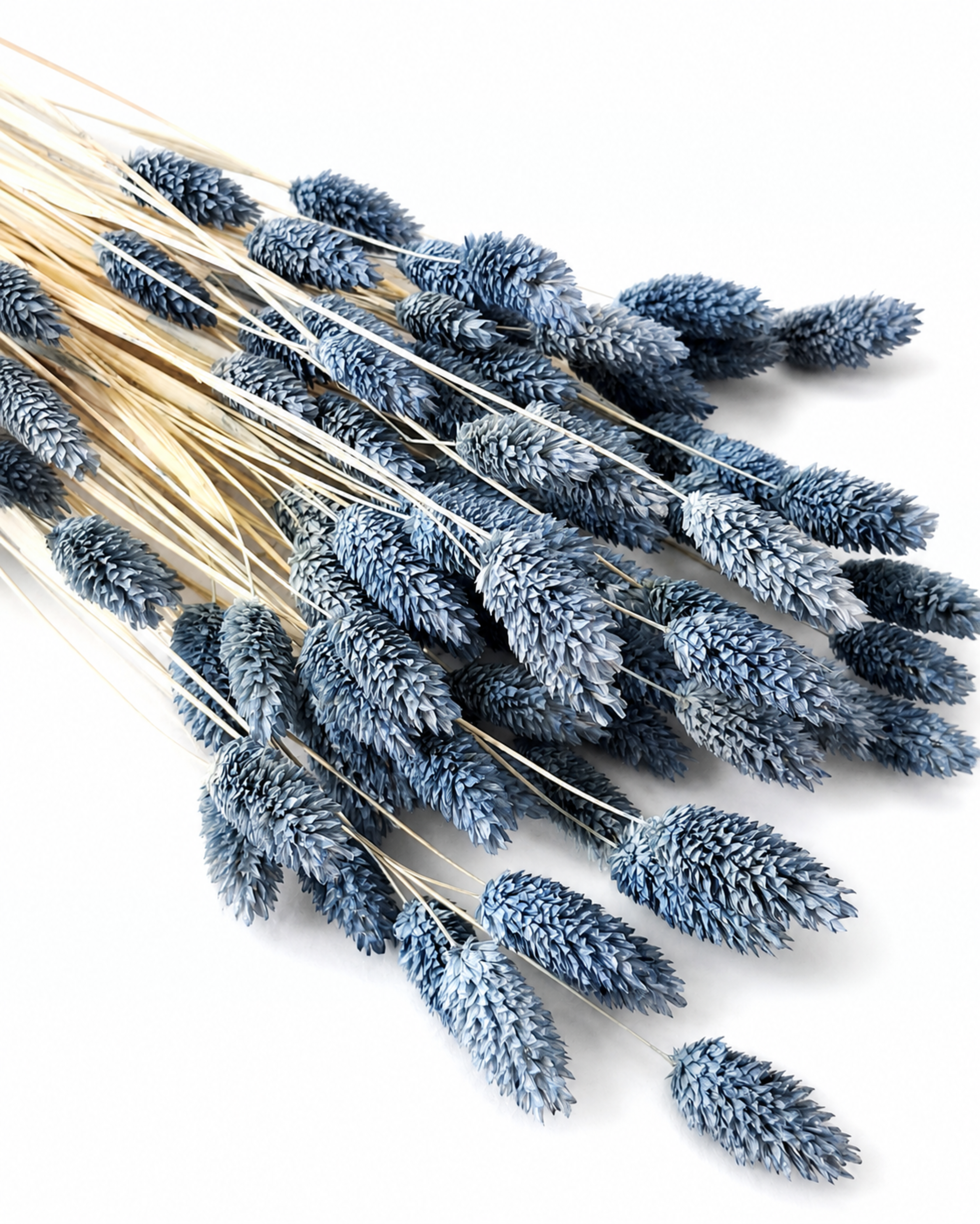 Top-down view of a 50-stem bundle of natural dried Phalaris canary grass in dusty blue tones.
