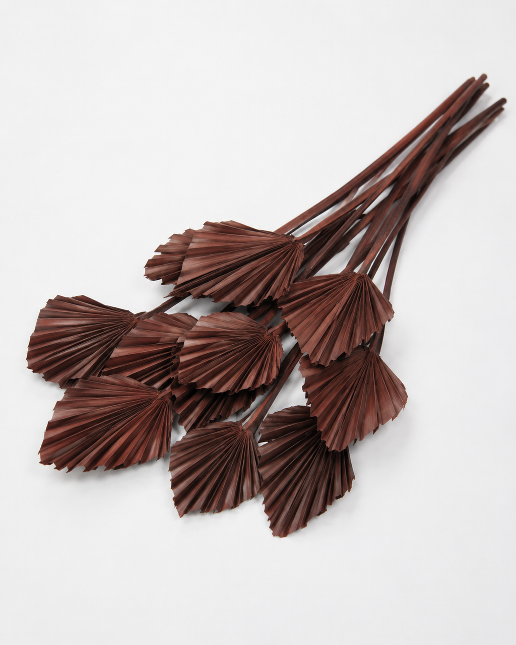 Dried Palm spear Hazelnut