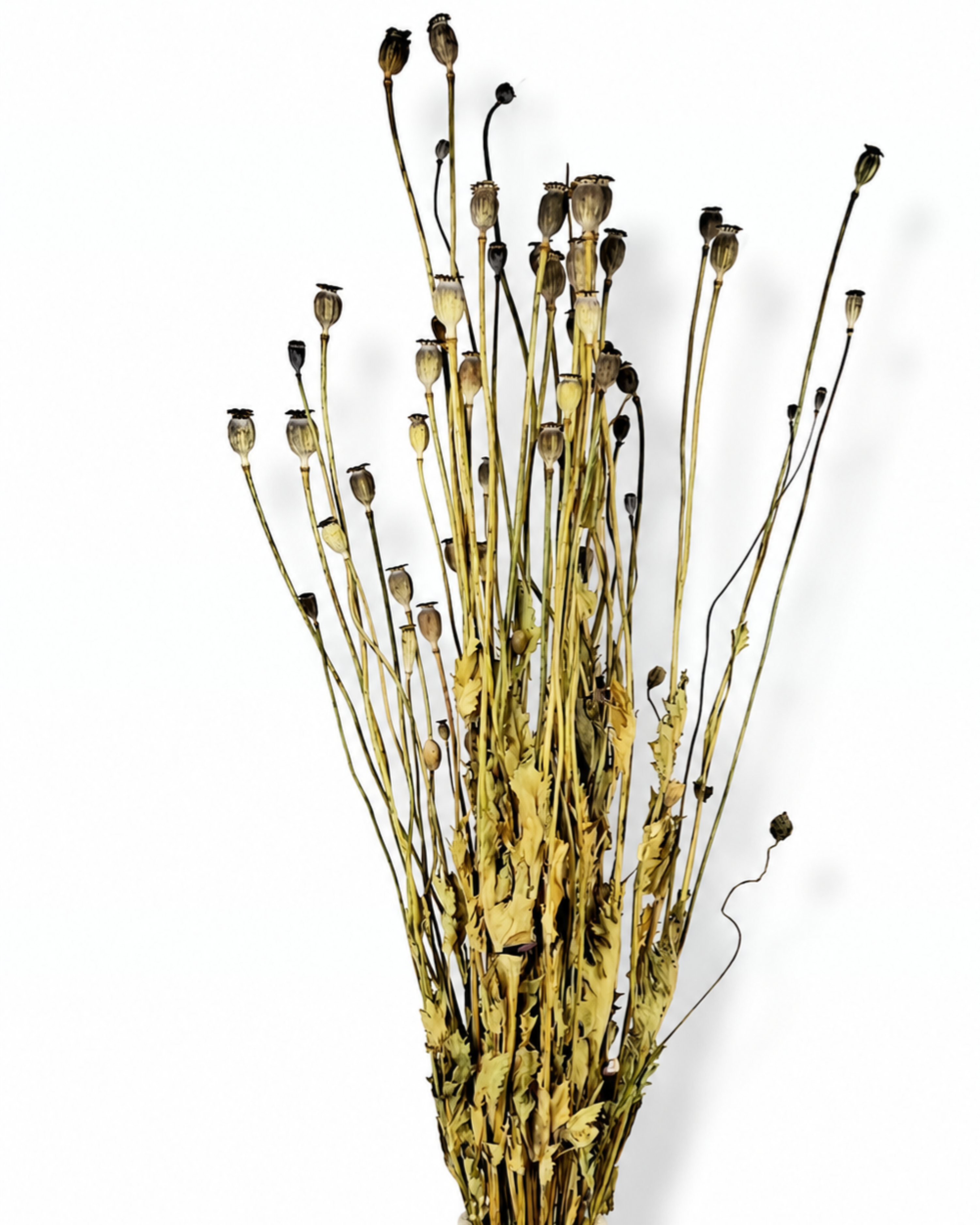 Close-up texture details of natural dried poppy seed heads showing unique crown caps

