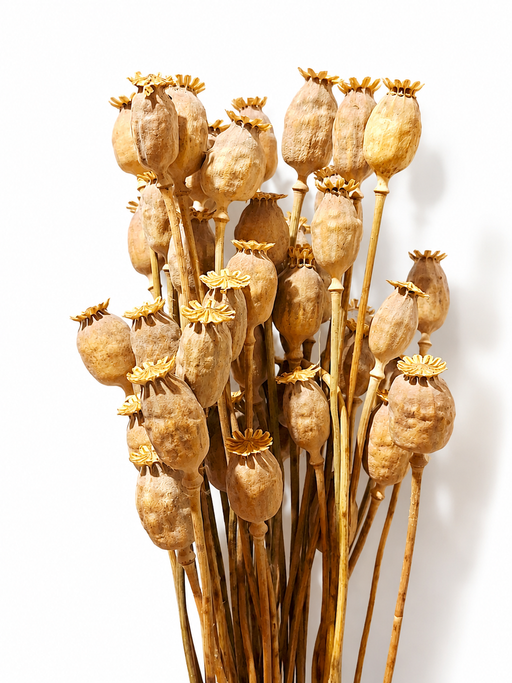 Natural Dried Poppy Pods Stems