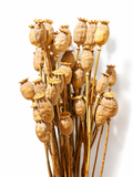 Natural Dried Poppy Pods Stems