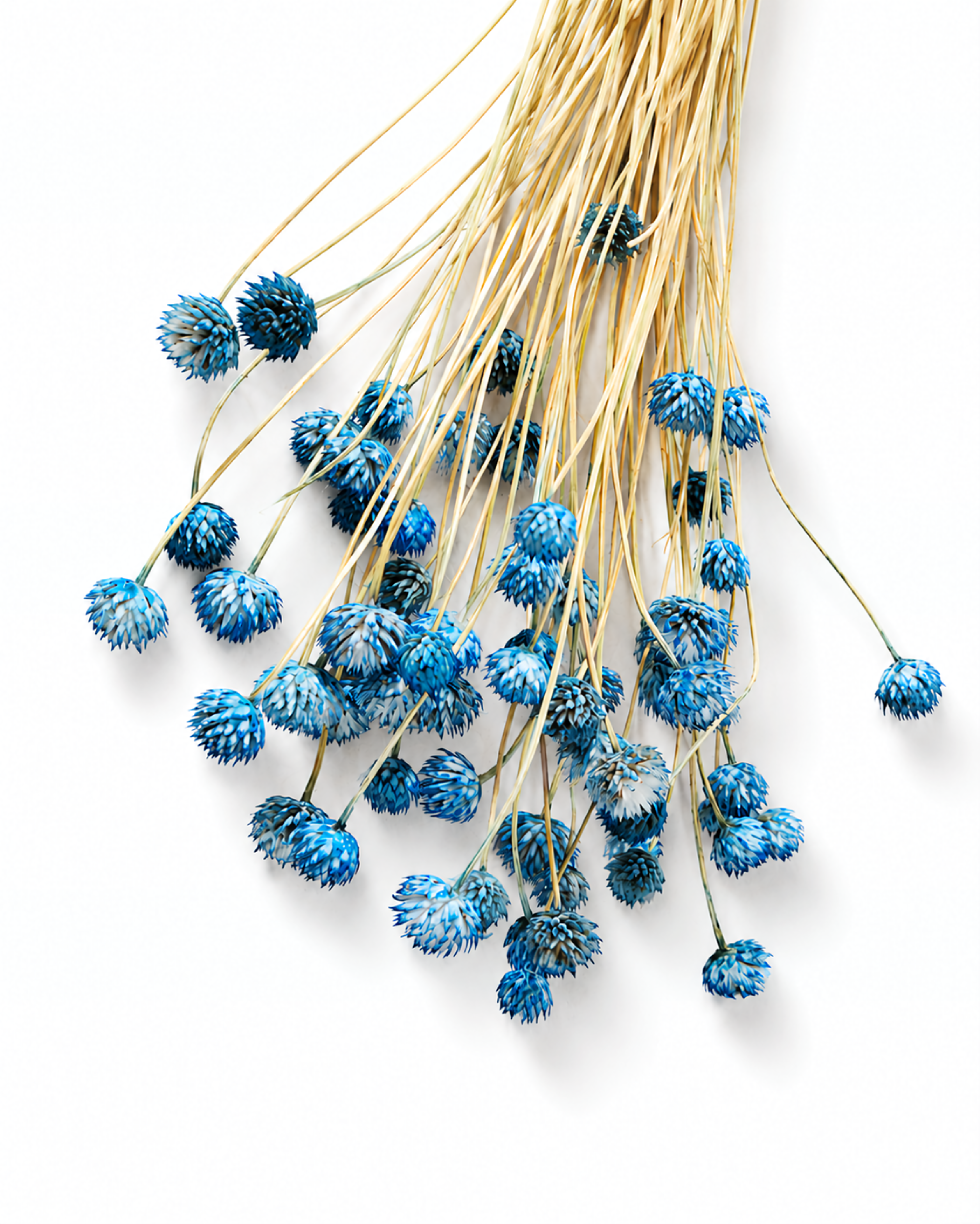Blue Cephalaria Stems