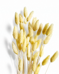 A bouquet of 50 preserved pastel yellow Lagurus stems standing upright, showing tall slender stems and fluffy yellow bunny tails on a white backdrop.
