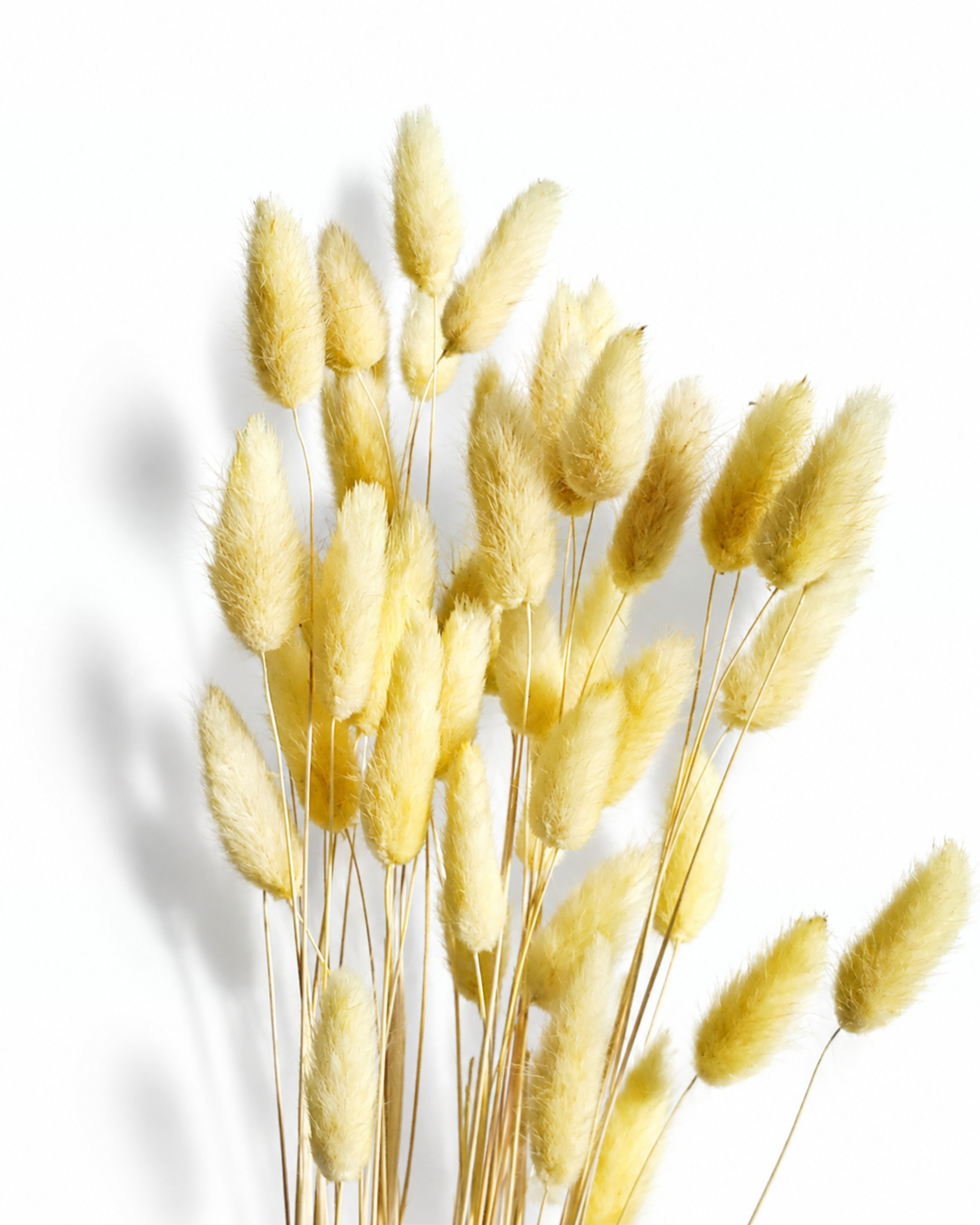 A bouquet of 50 preserved pastel yellow Lagurus stems standing upright, showing tall slender stems and fluffy yellow bunny tails on a white backdrop.
