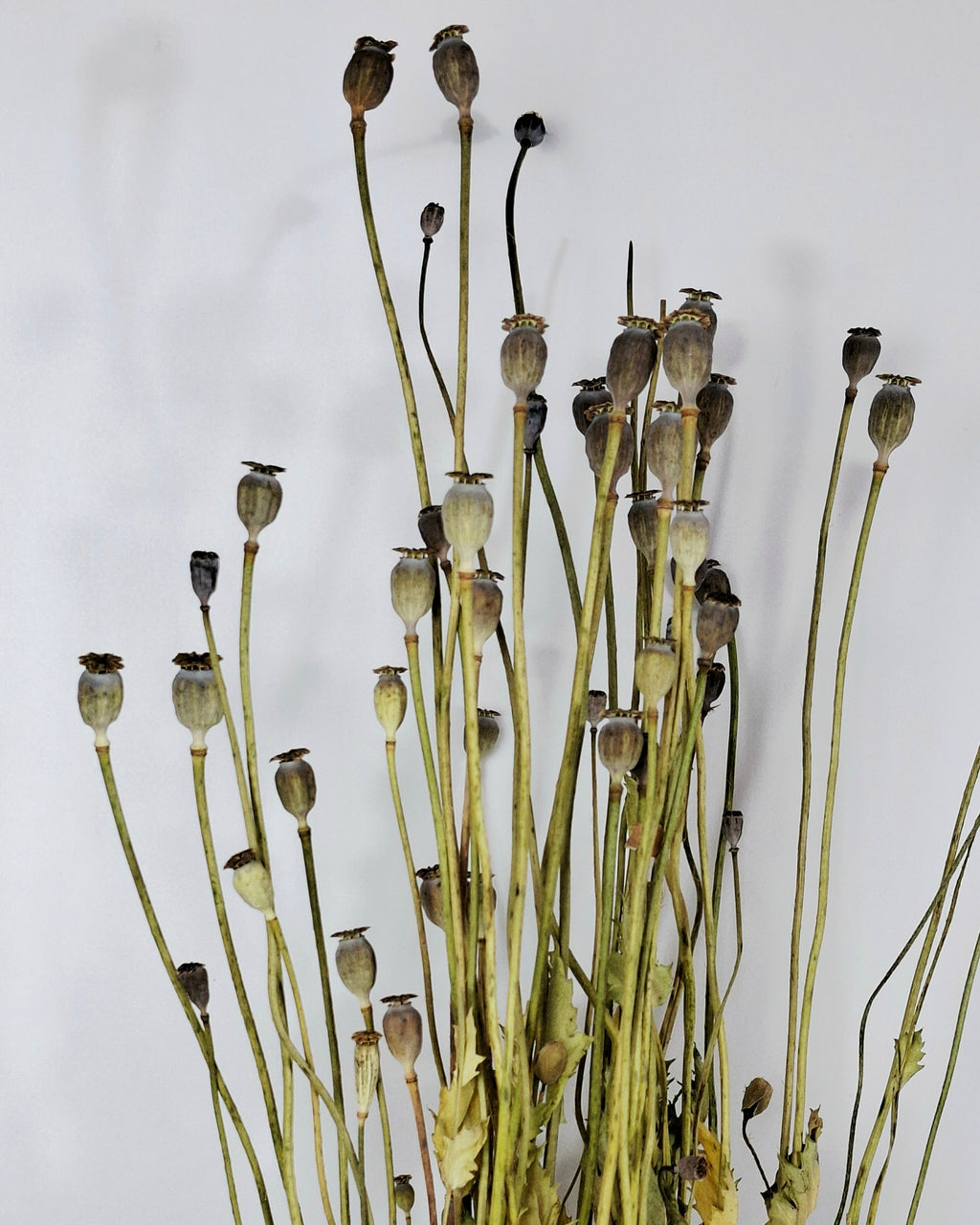 Natural Dried Poppy Stems
