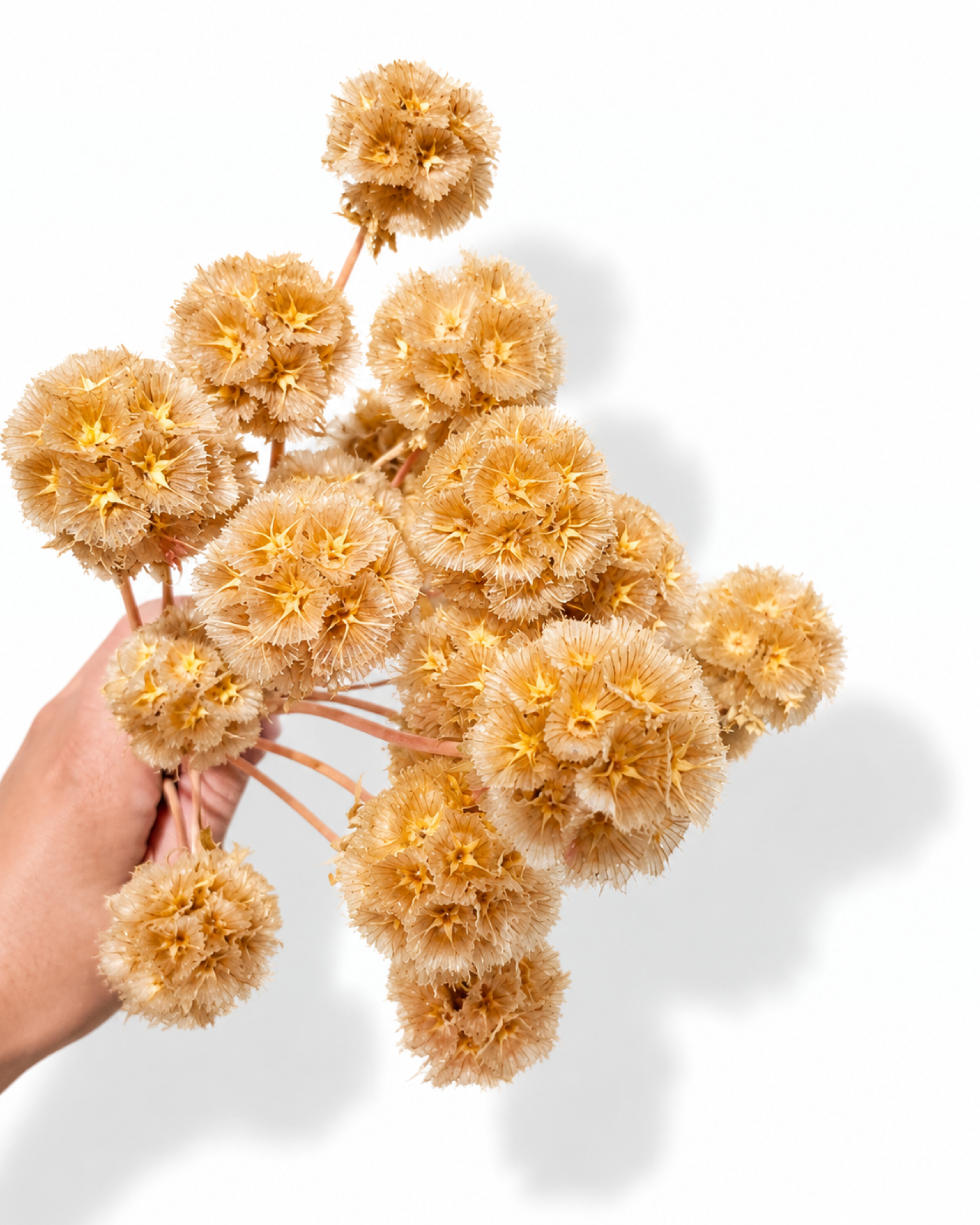 A hand holding a bouquet of natural peach beige scabiosa pod stems against a clean white backdrop.
