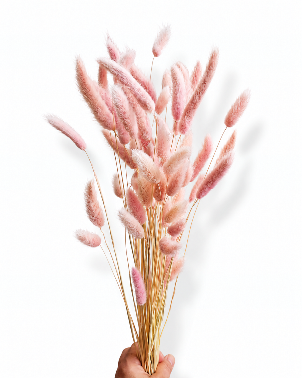 Hand holding a bundle of 50 soft pastel blush pink Lagurus ovatus stems.
