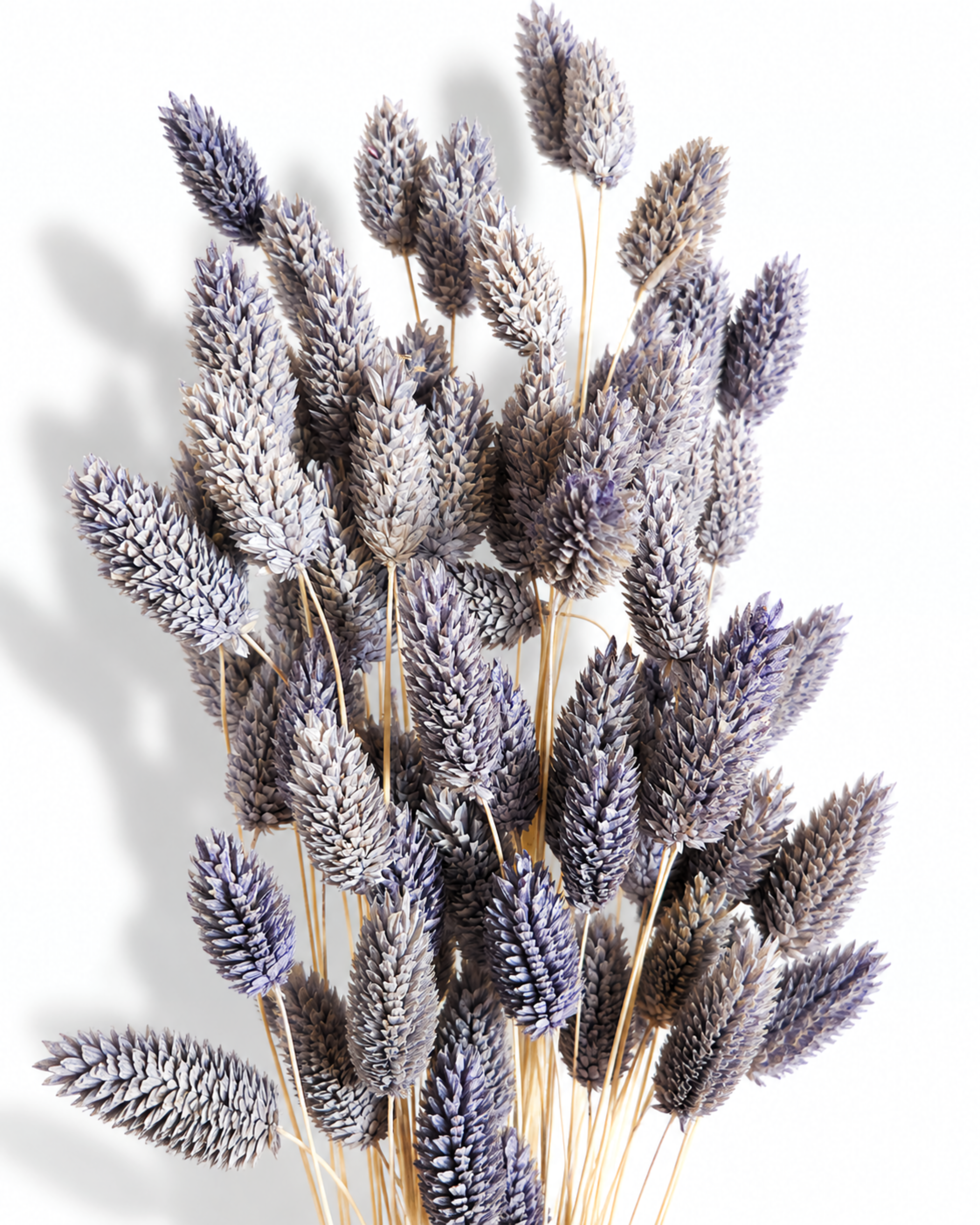 Detailed close-up showing the rich texture and dusty lavender shade of dried Phalaris heads.
