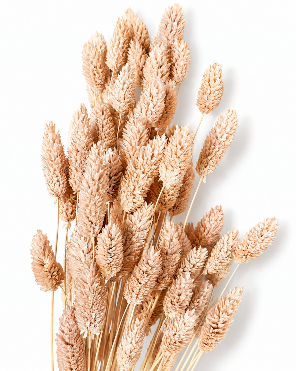 A bundle of 50 preserved light peach pink Phalaris stems standing upright, showing slender stems and dense seed heads against a white backdrop.
