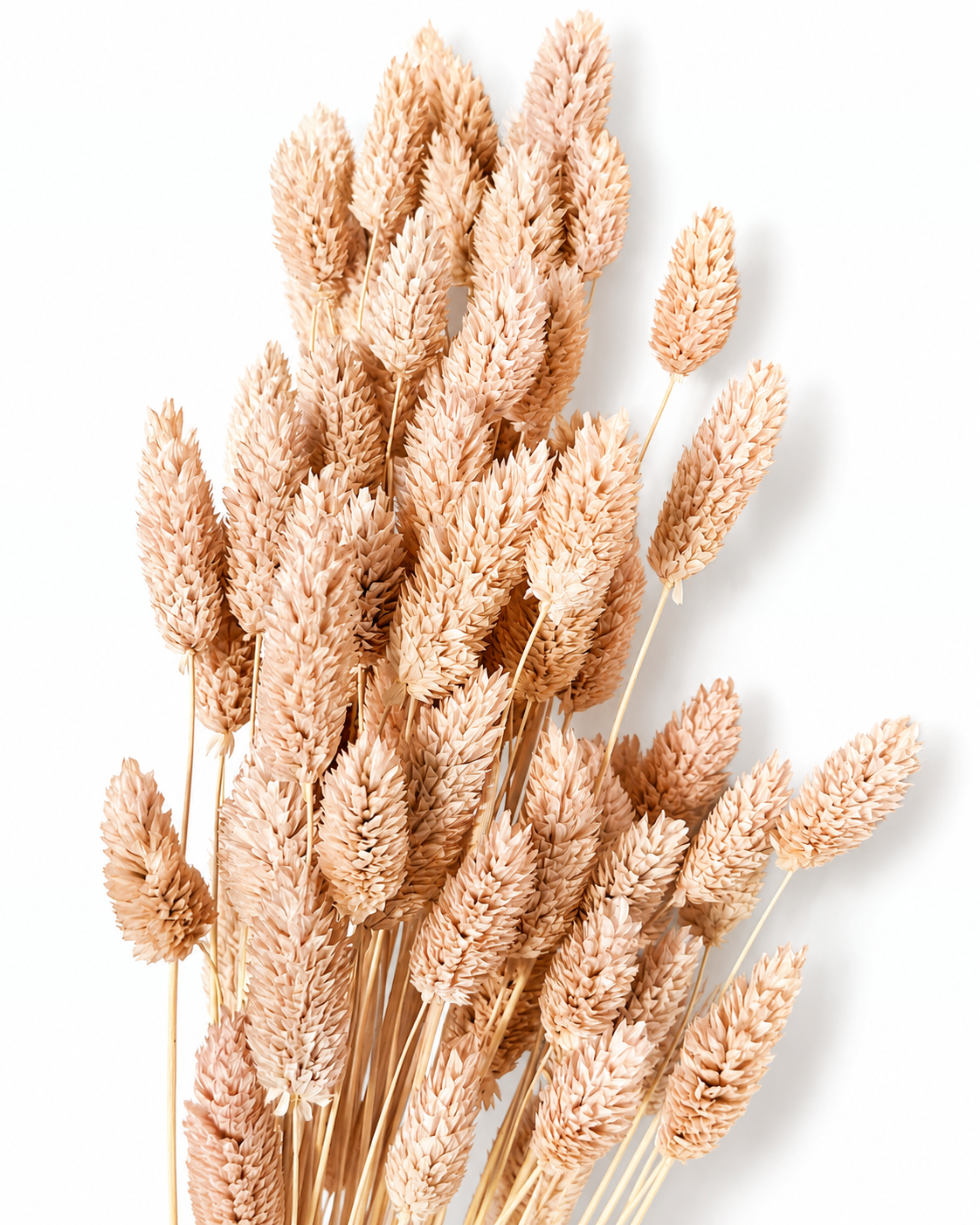 A bundle of 50 preserved light peach pink Phalaris stems standing upright, showing slender stems and dense seed heads against a white backdrop.

