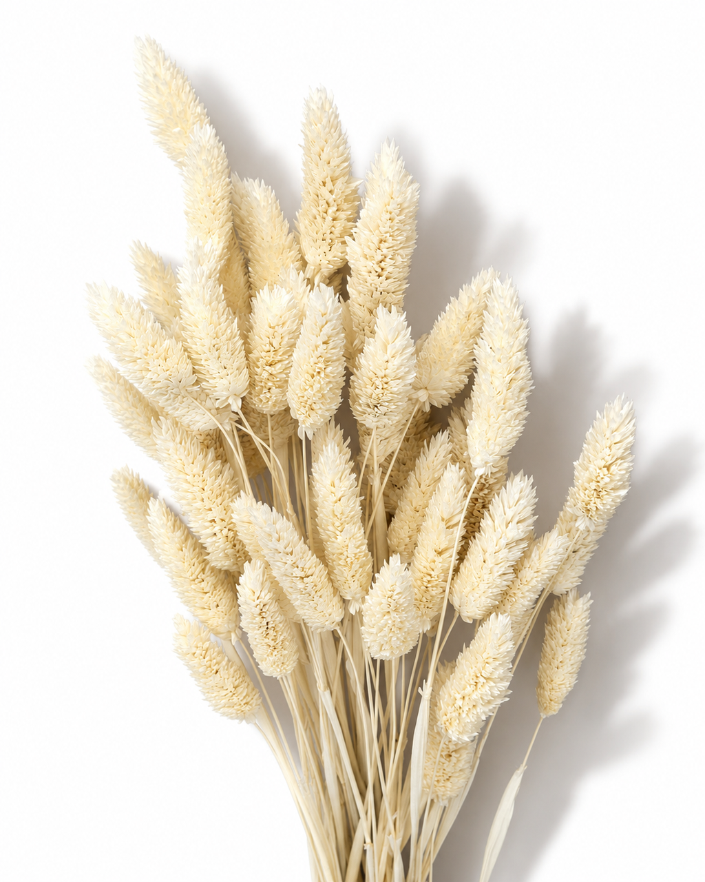 White Phalaris Stems