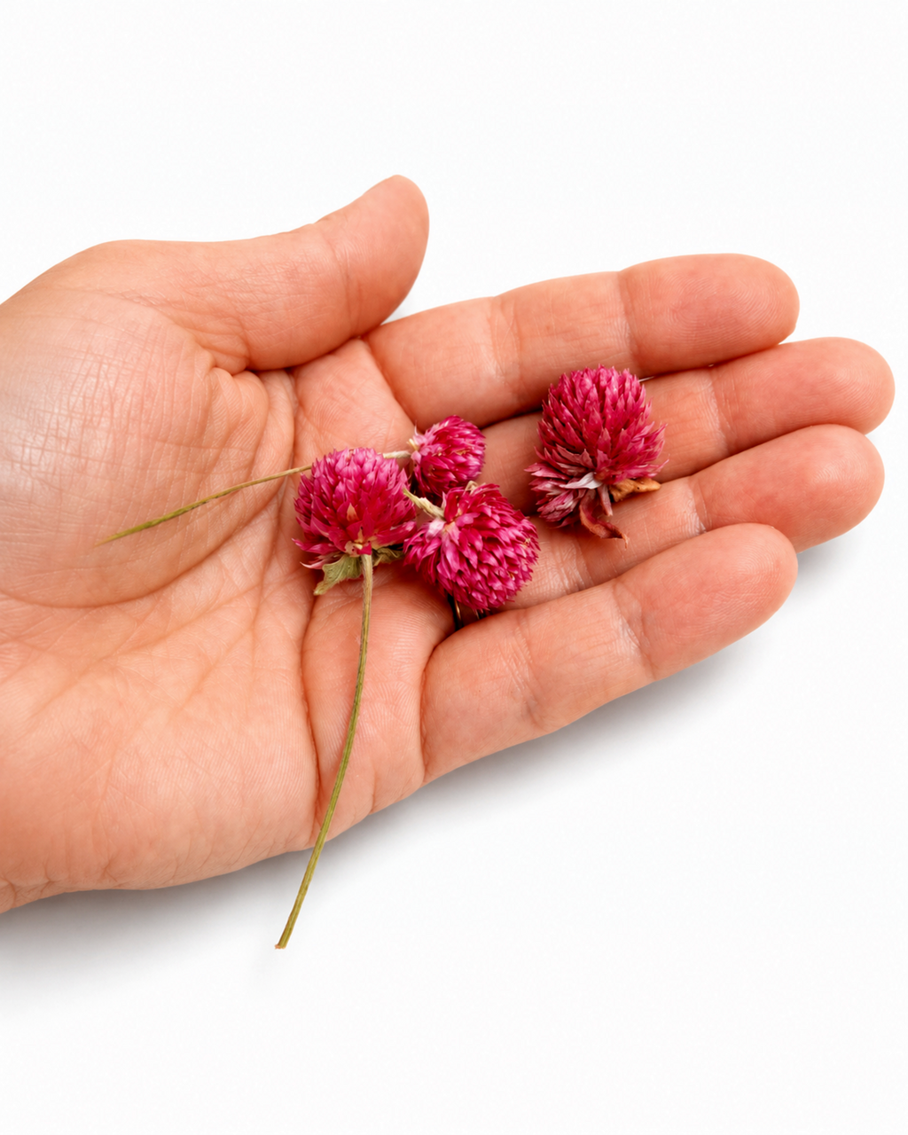 Hand holding small bright pink dried Gomphrena globe amaranth flower heads.
