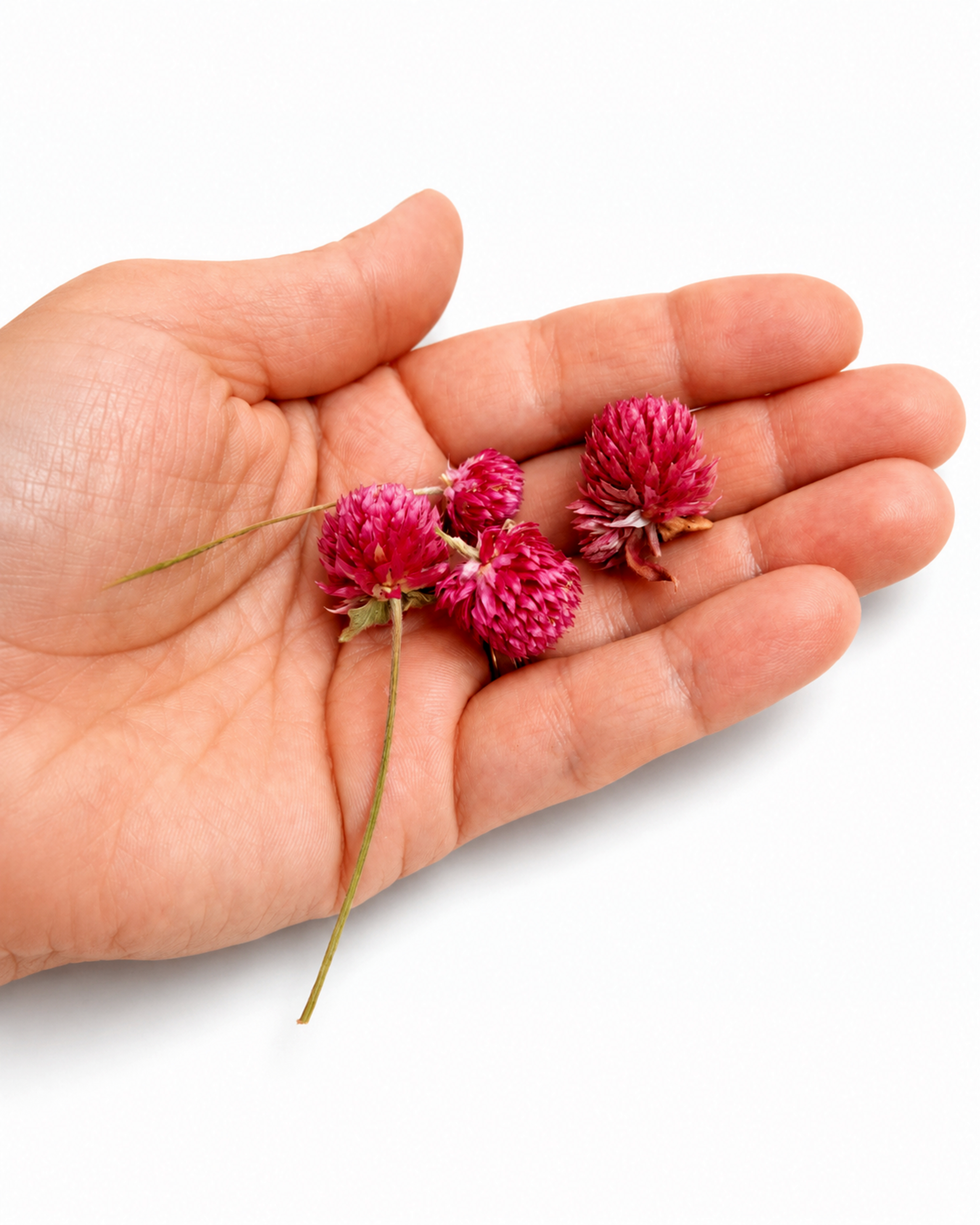 Hand holding small bright pink dried Gomphrena globe amaranth flower heads.
