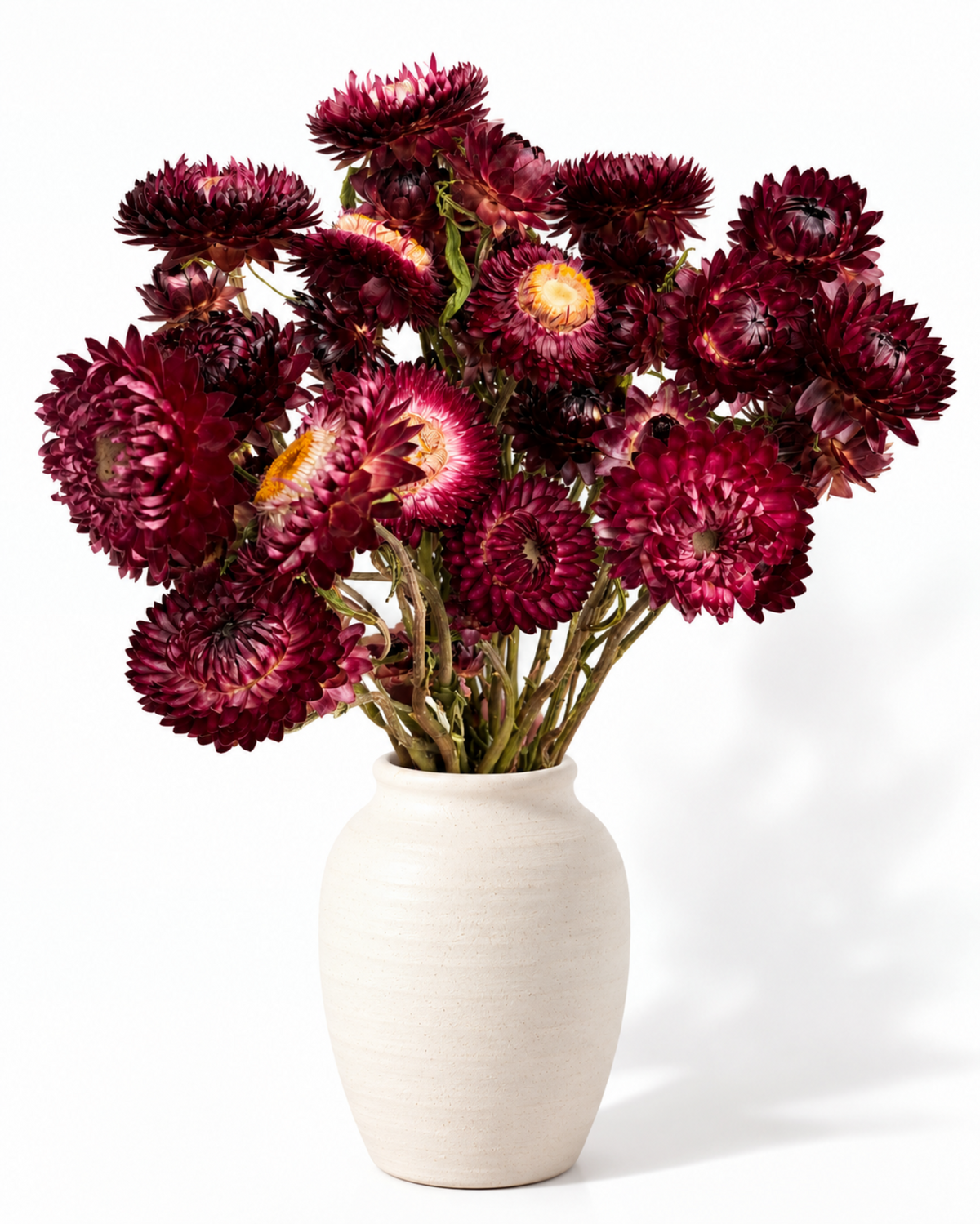 Dried Burgundy Red Helichrysum Stems - 30-35cm Strawflower Bunch (20-25 Stems)