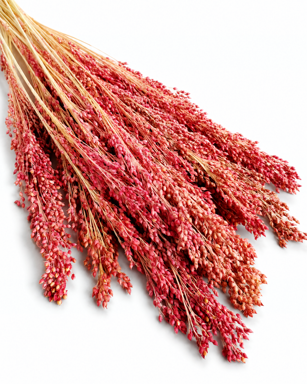 Flat lay display of muted red dried millet bunch highlighting dense seed head structure and stem length.
