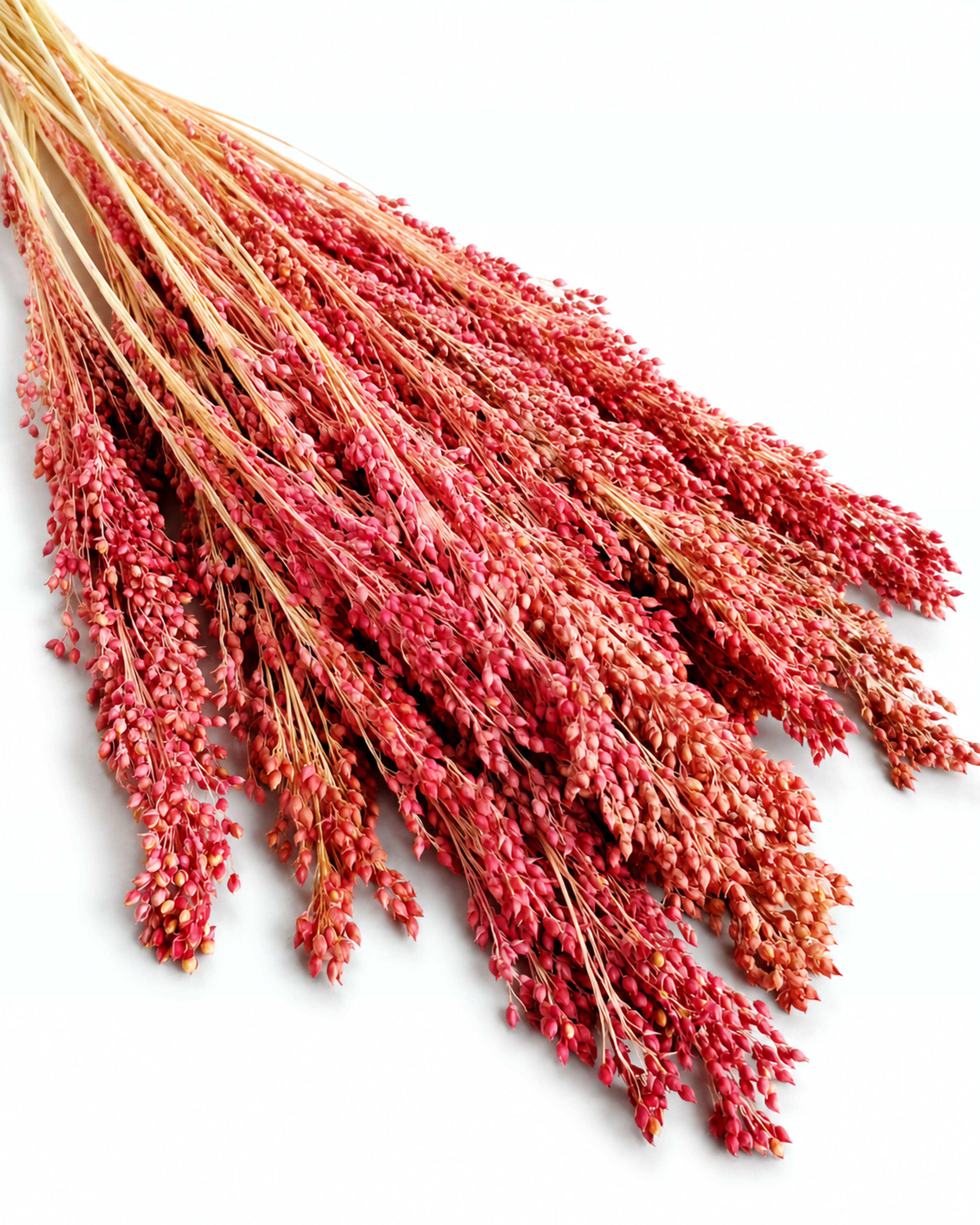 Flat lay display of muted red dried millet bunch highlighting dense seed head structure and stem length.

