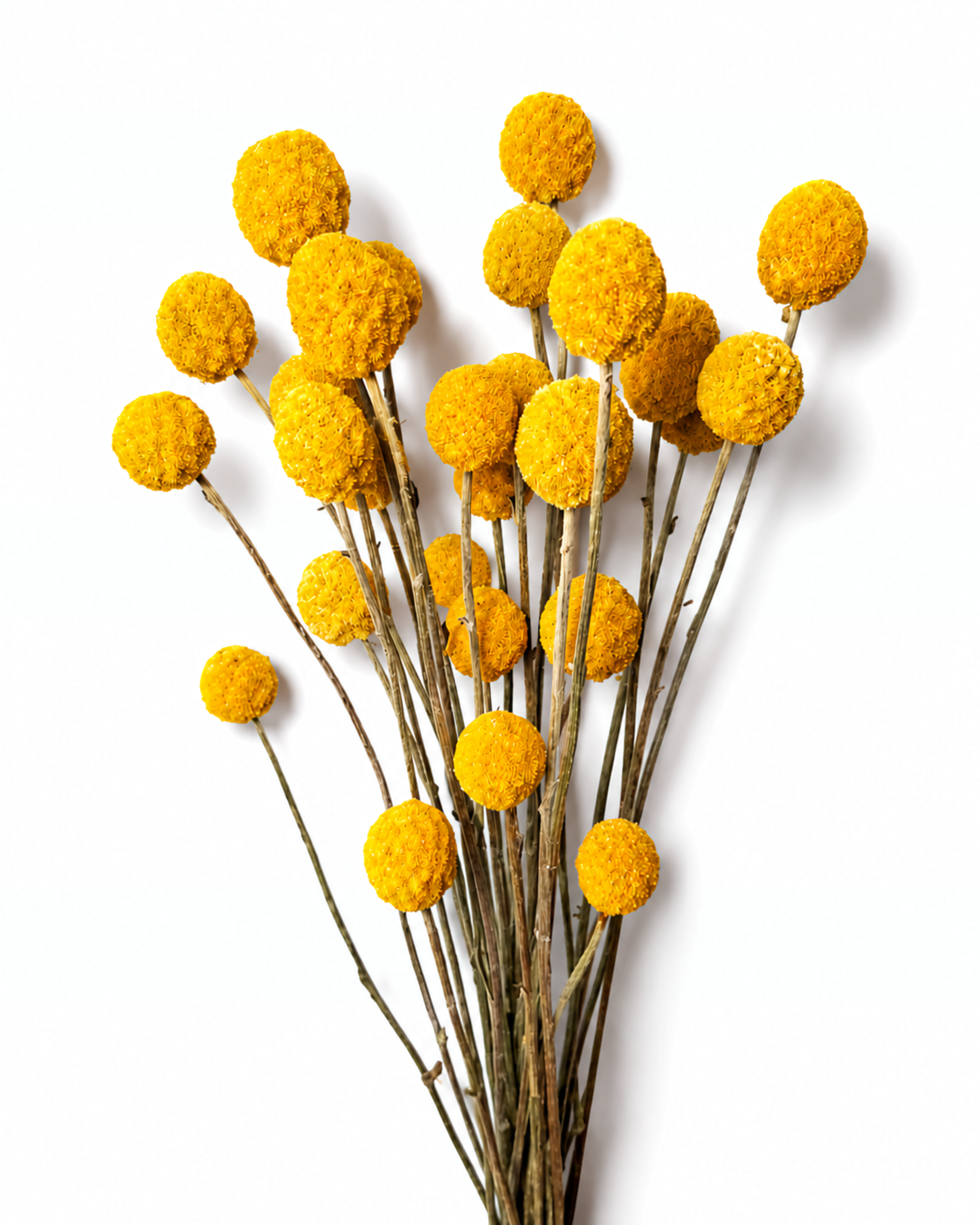 Bundle of natural dried yellow Craspedia stems with solid spherical Billy Ball flower heads against a white background.
