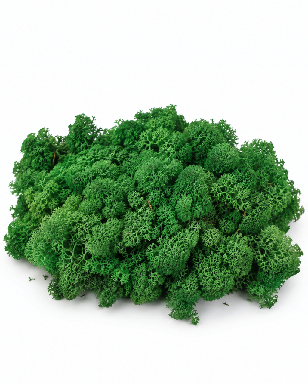 Top view of vibrant green preserved reindeer moss portion on white background.
