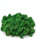 Top view of vibrant green preserved reindeer moss portion on white background.
