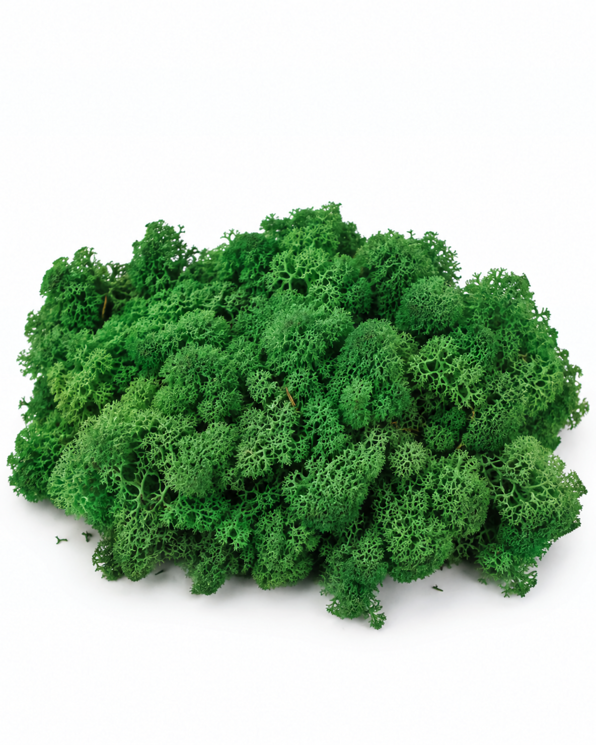 Top view of vibrant green preserved reindeer moss portion on white background.
