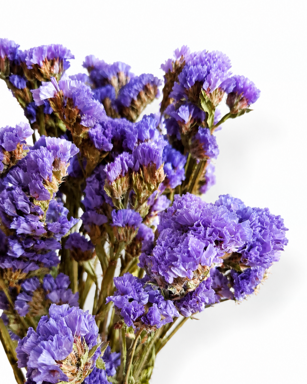Blue Lavender Statice Stems