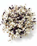 Ammobium & Lavender Basket