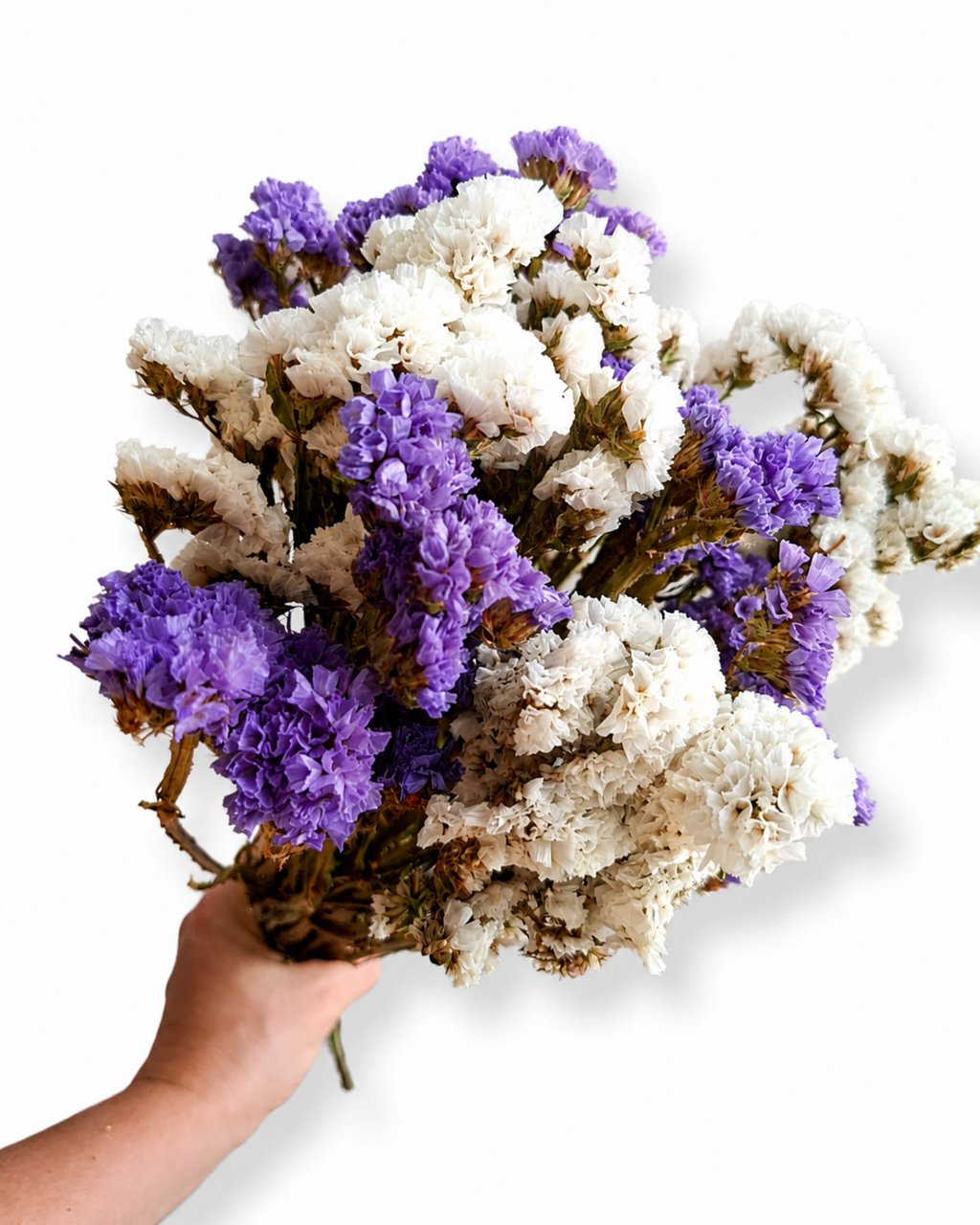 Purple and White Statice Stems