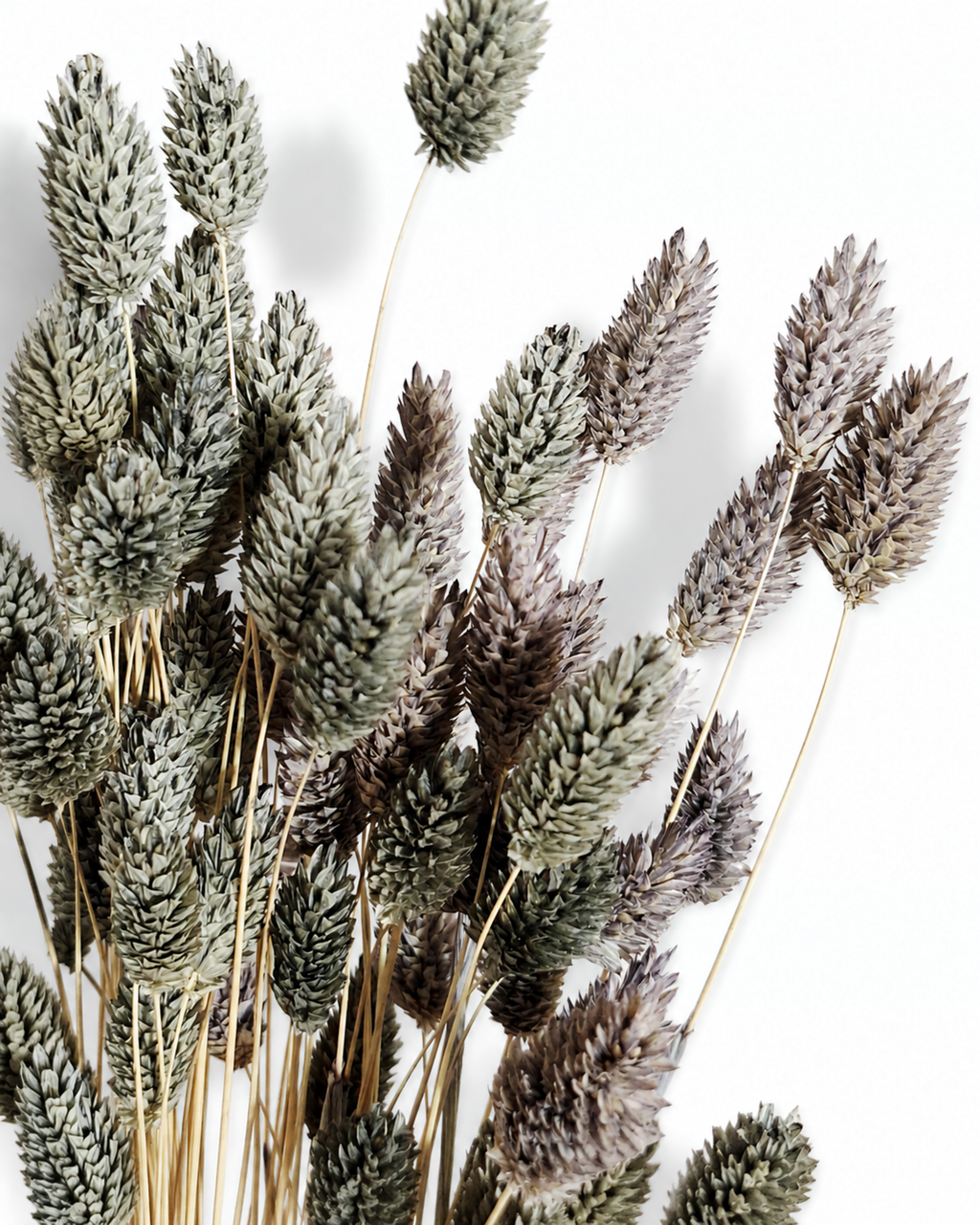 Close-up view of mixed soft grey and dark grey dried Phalaris canary grass stems bound against a clean white backdrop.
