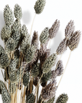 Close-up view of mixed soft grey and dark grey dried Phalaris canary grass stems bound against a clean white backdrop.
