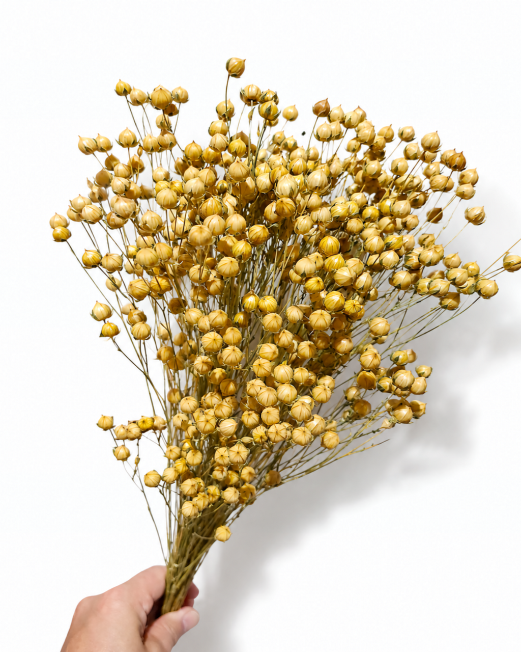 Hand holding a 50g bundle of preserved natural golden flax pod stems against a plain white studio backdrop.
