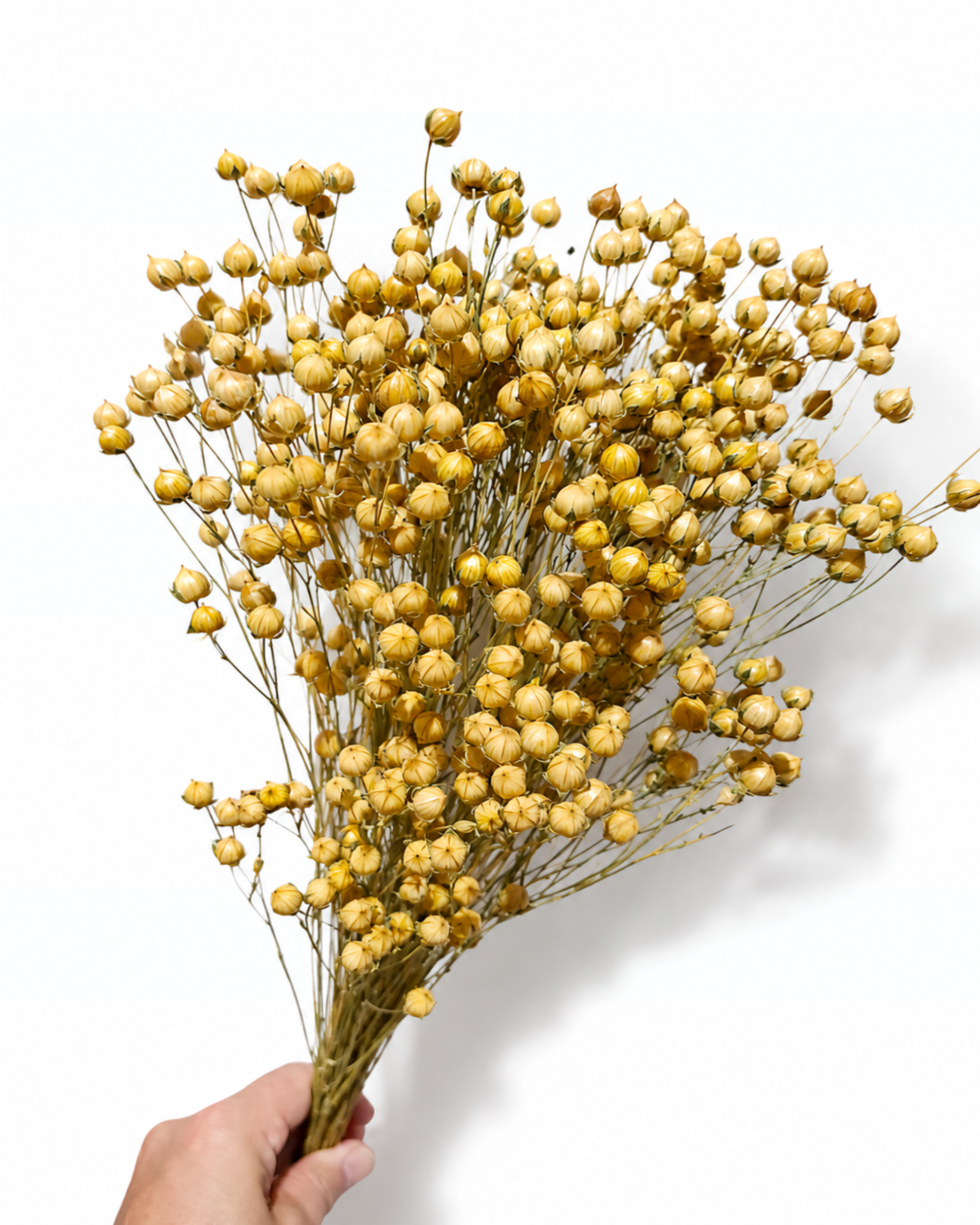 Hand holding a 50g bundle of preserved natural golden flax pod stems against a plain white studio backdrop.
