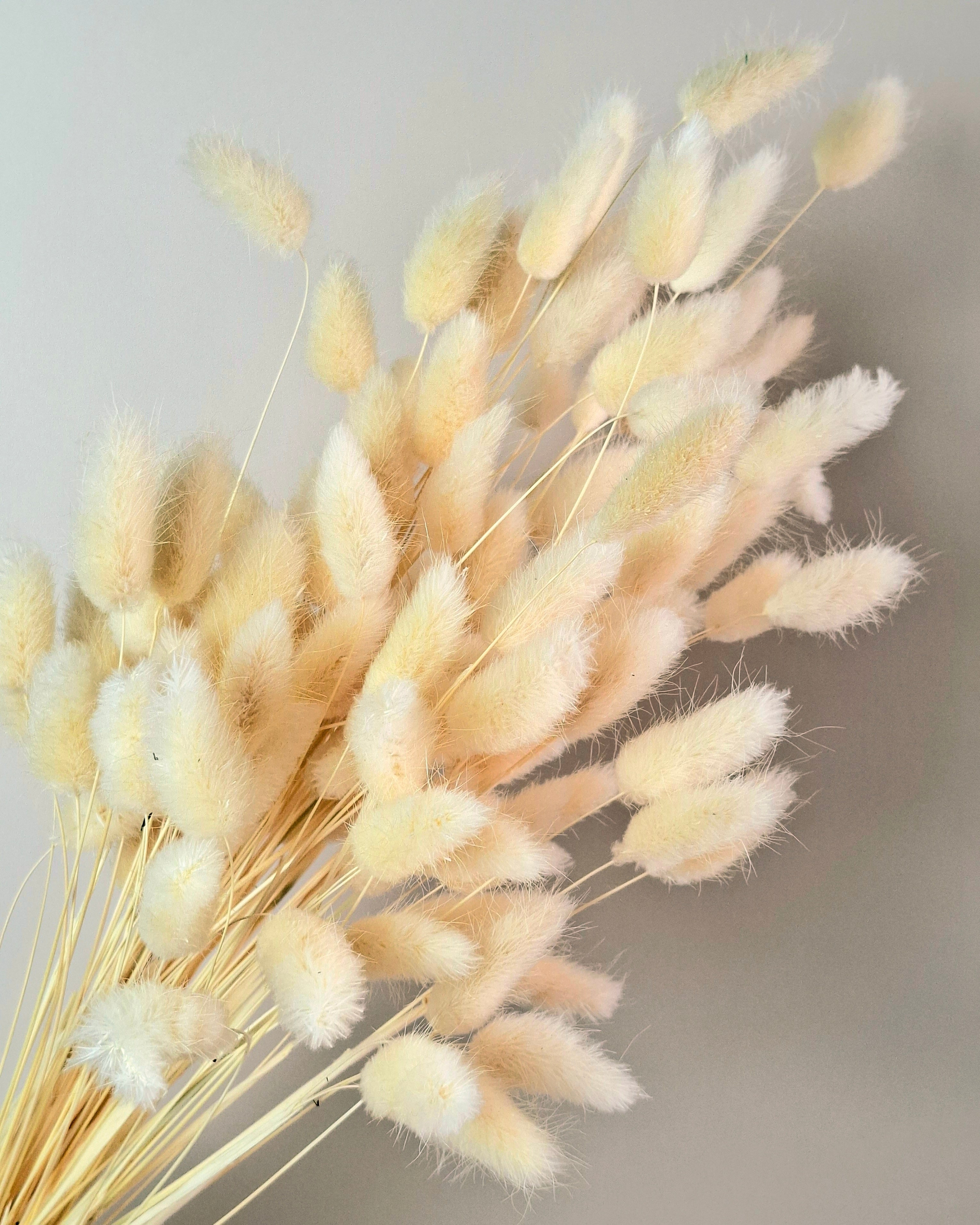 Soft Pink Lagurus Stems
