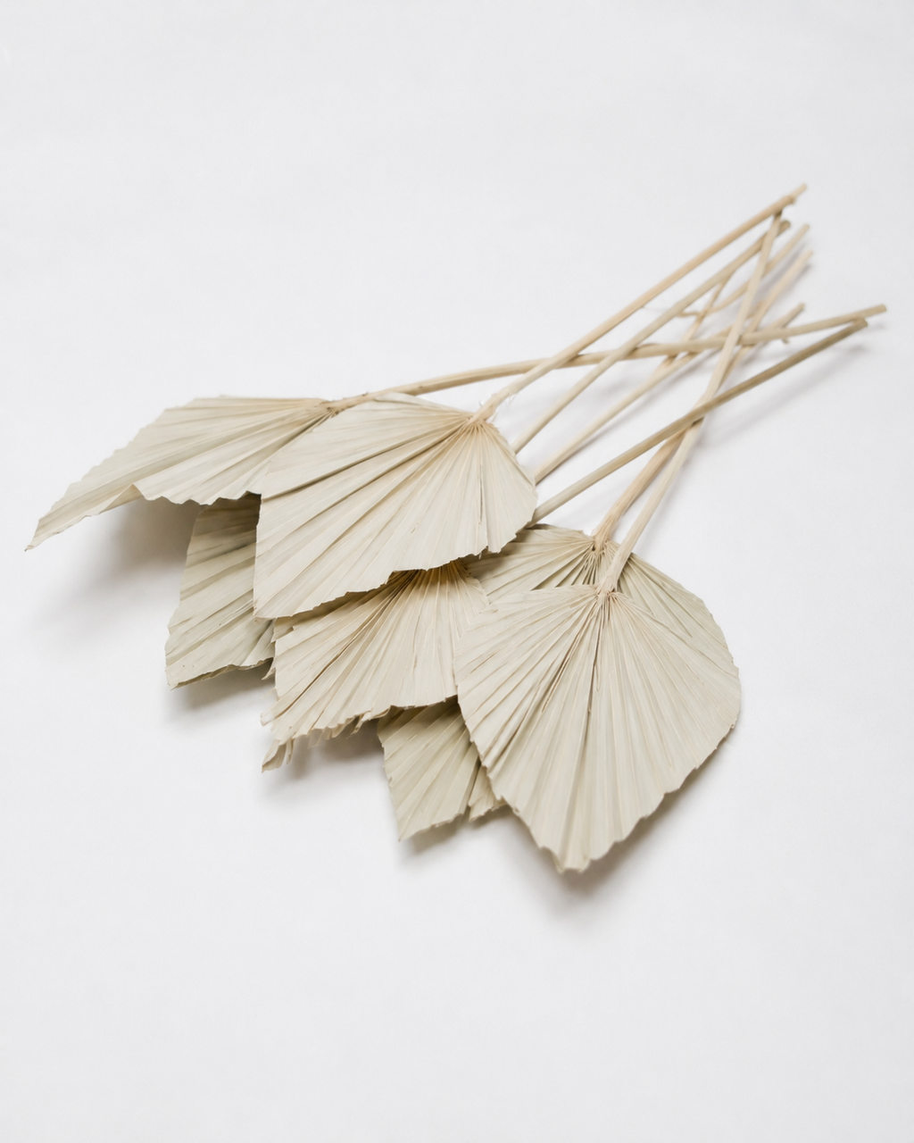 Dried Palm spear  Natural