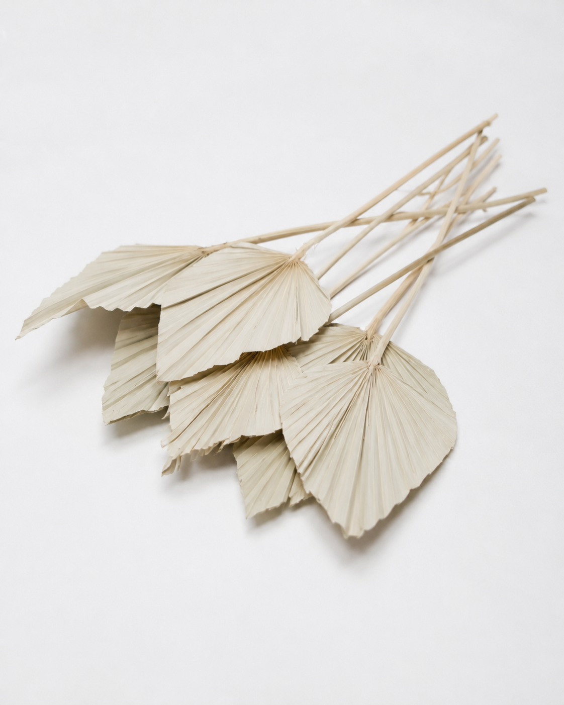 Dried Palm spear  Natural