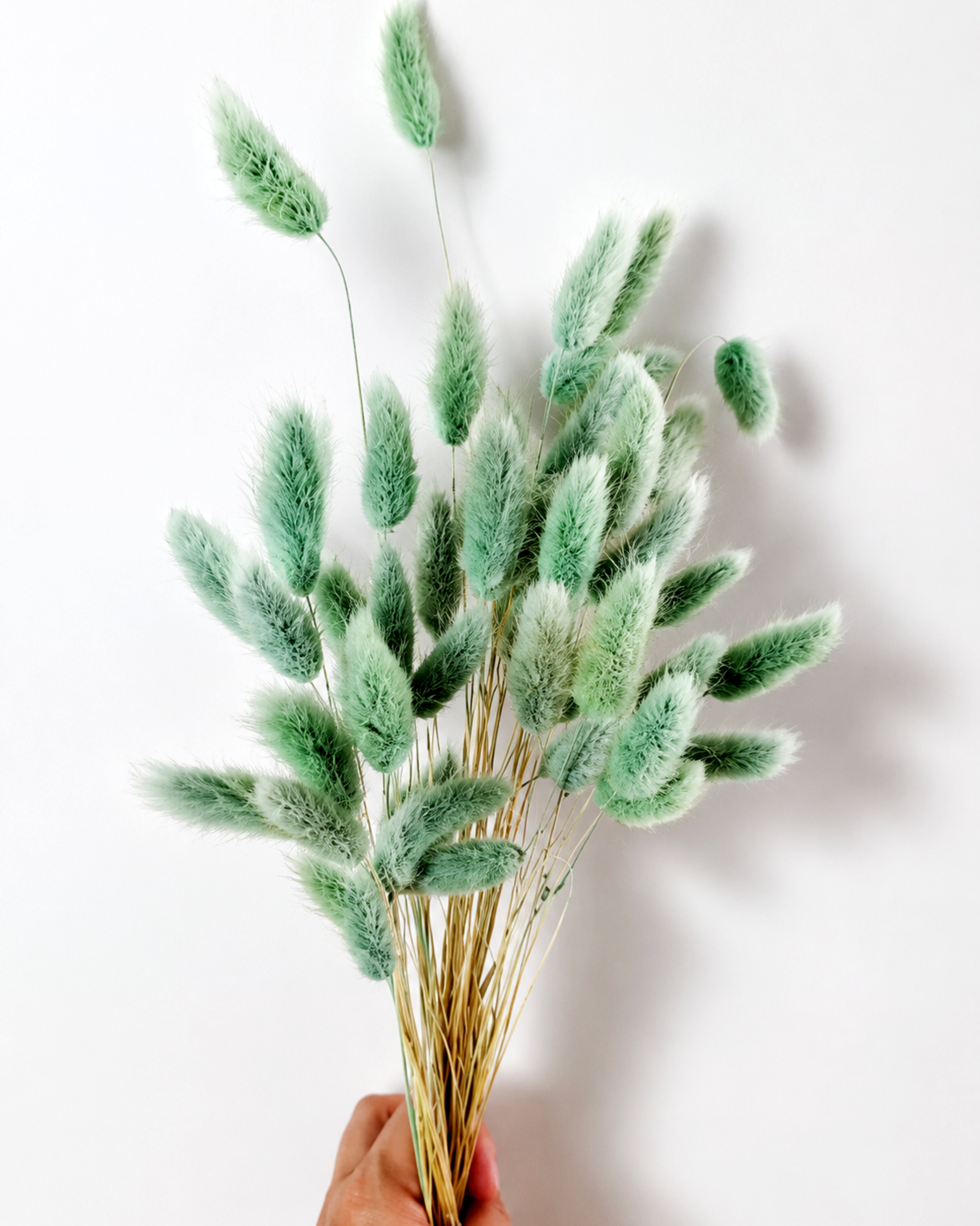 Olive Green Lagurus Stems