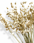 Detailed view of wheat-colored quaking grass seed heads grouped together.
