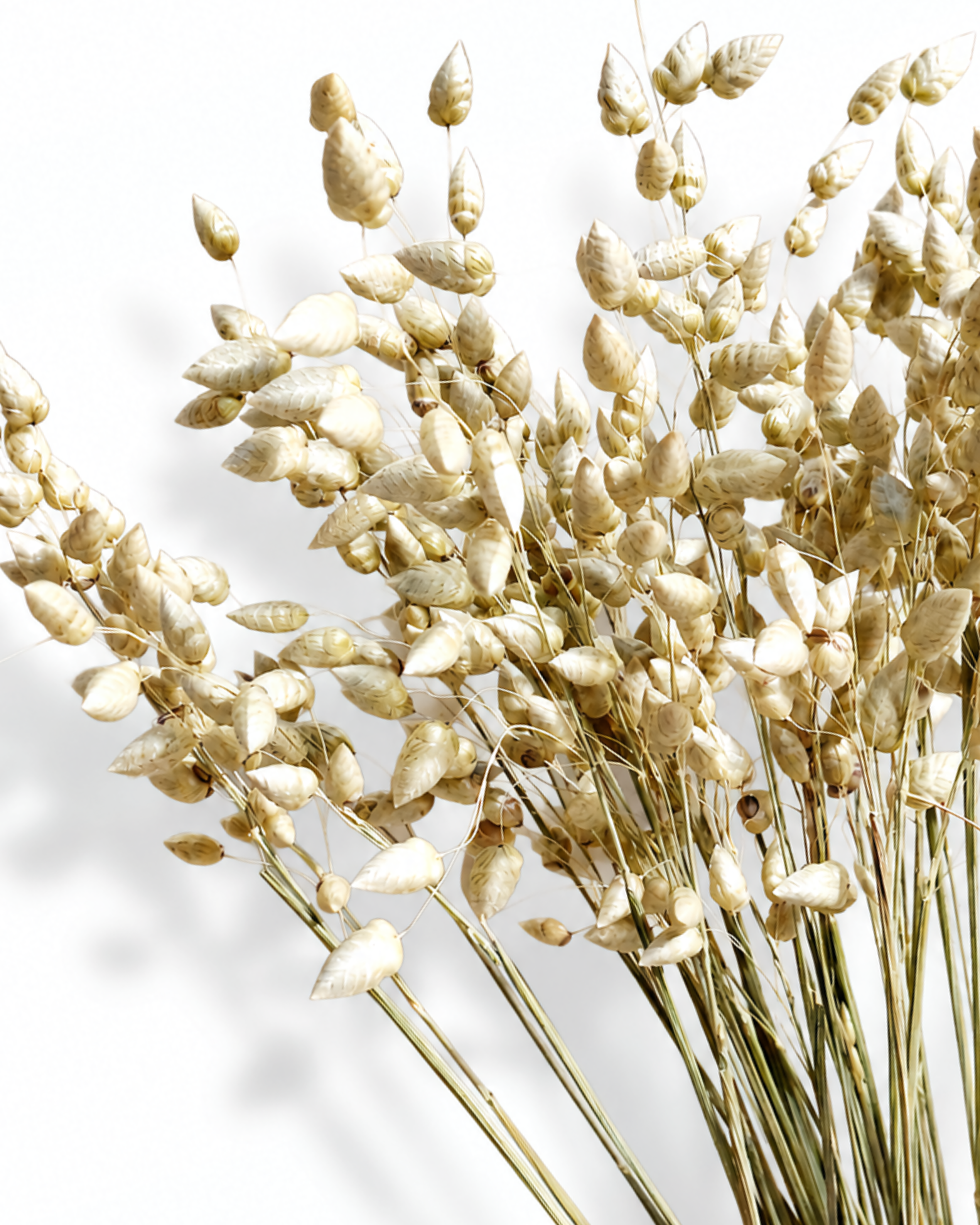 Detailed view of wheat-colored quaking grass seed heads grouped together.
