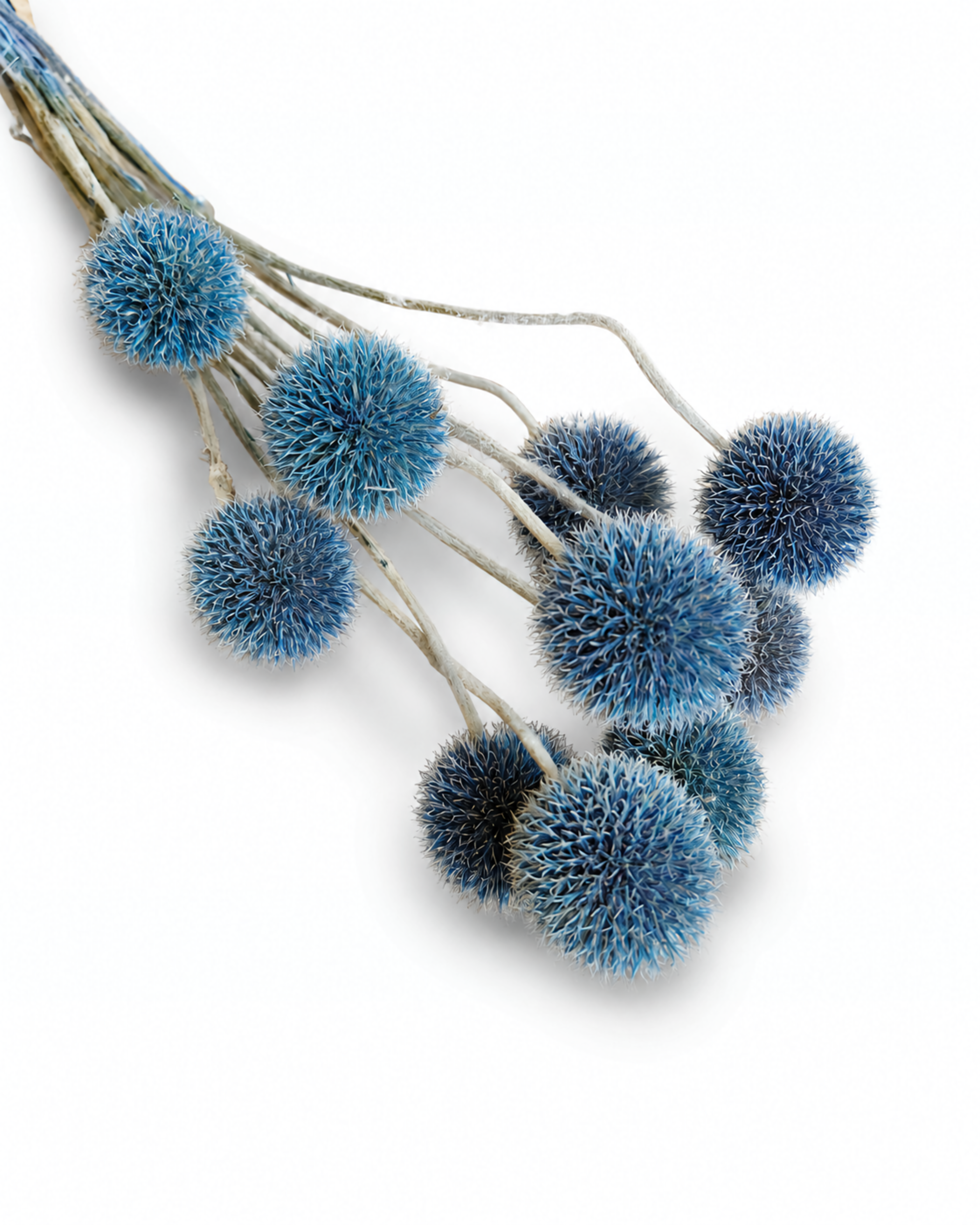 Dried Blue Echinops Stems - 10 Globe Thistle Flowers