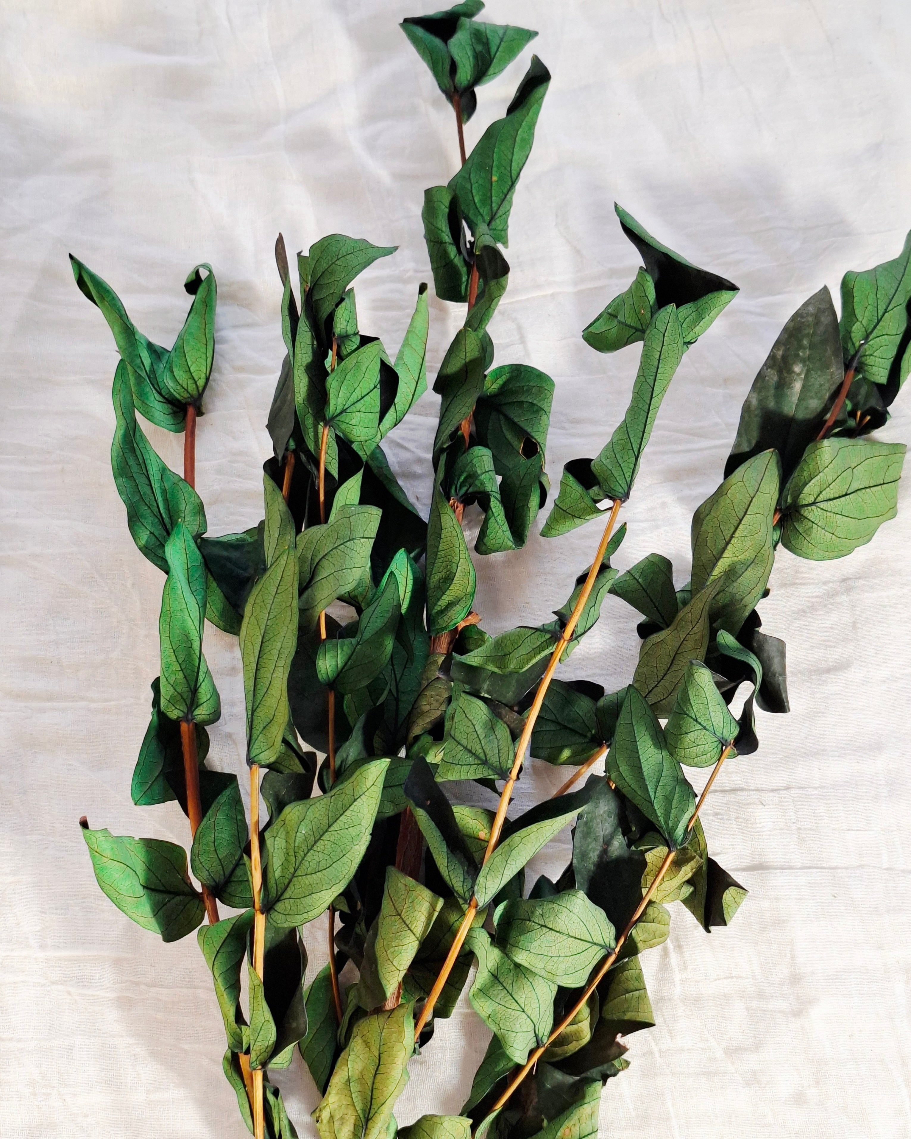 Preserved Green Foliage Branches