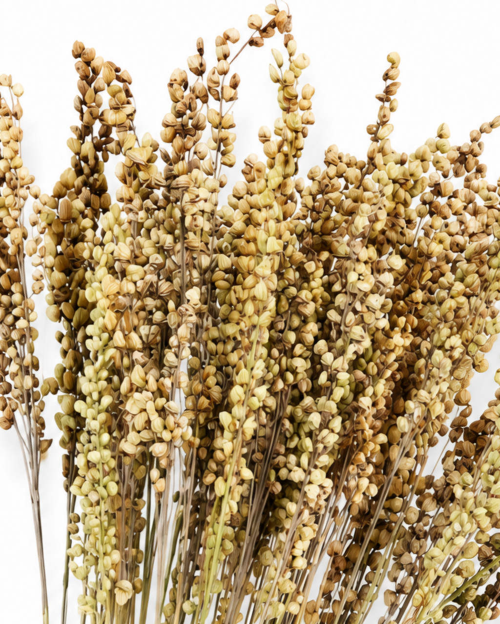 Close up of warm beige dried briza heads for commercial floral installations and weddings