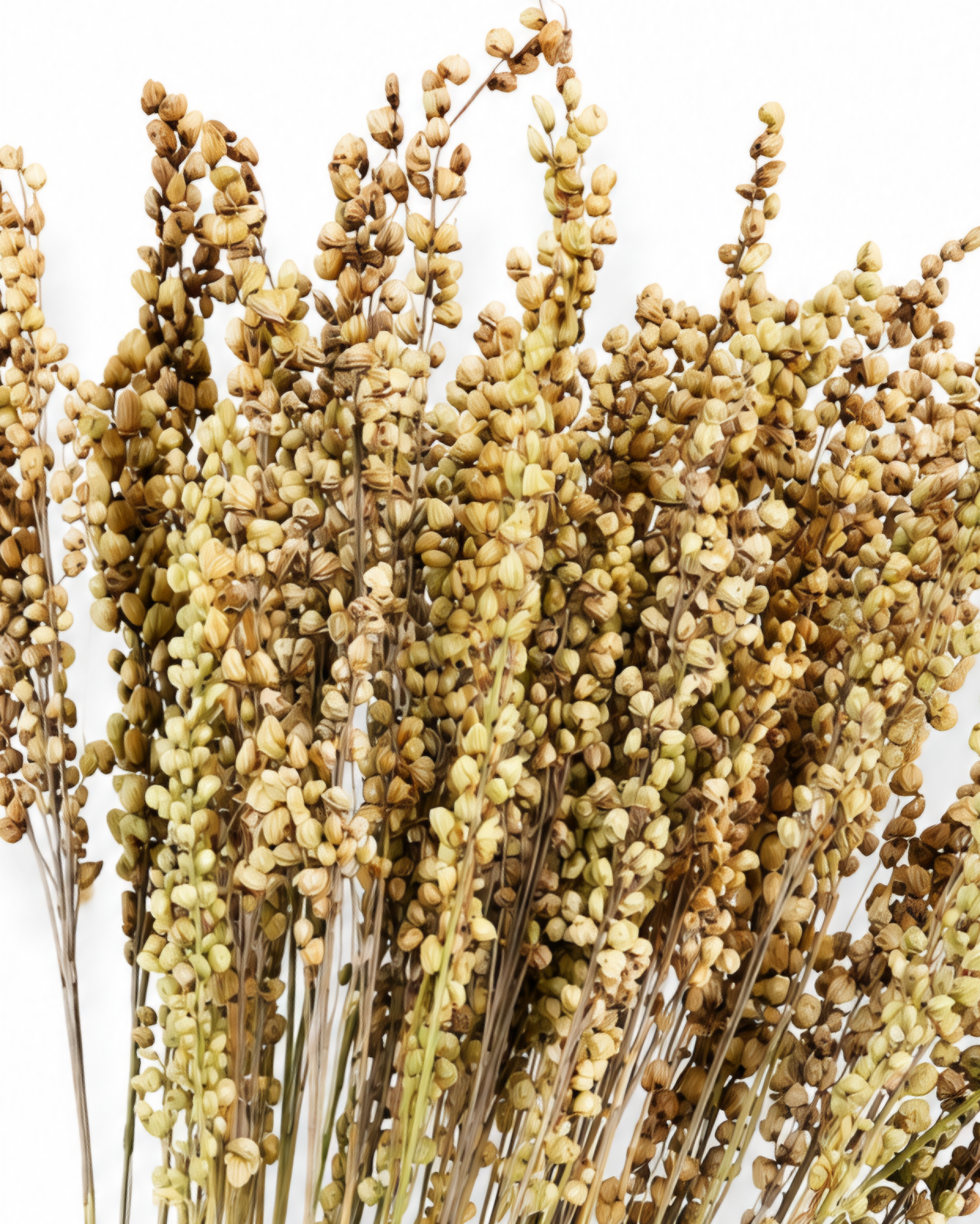 Close up of warm beige dried briza heads for commercial floral installations and weddings