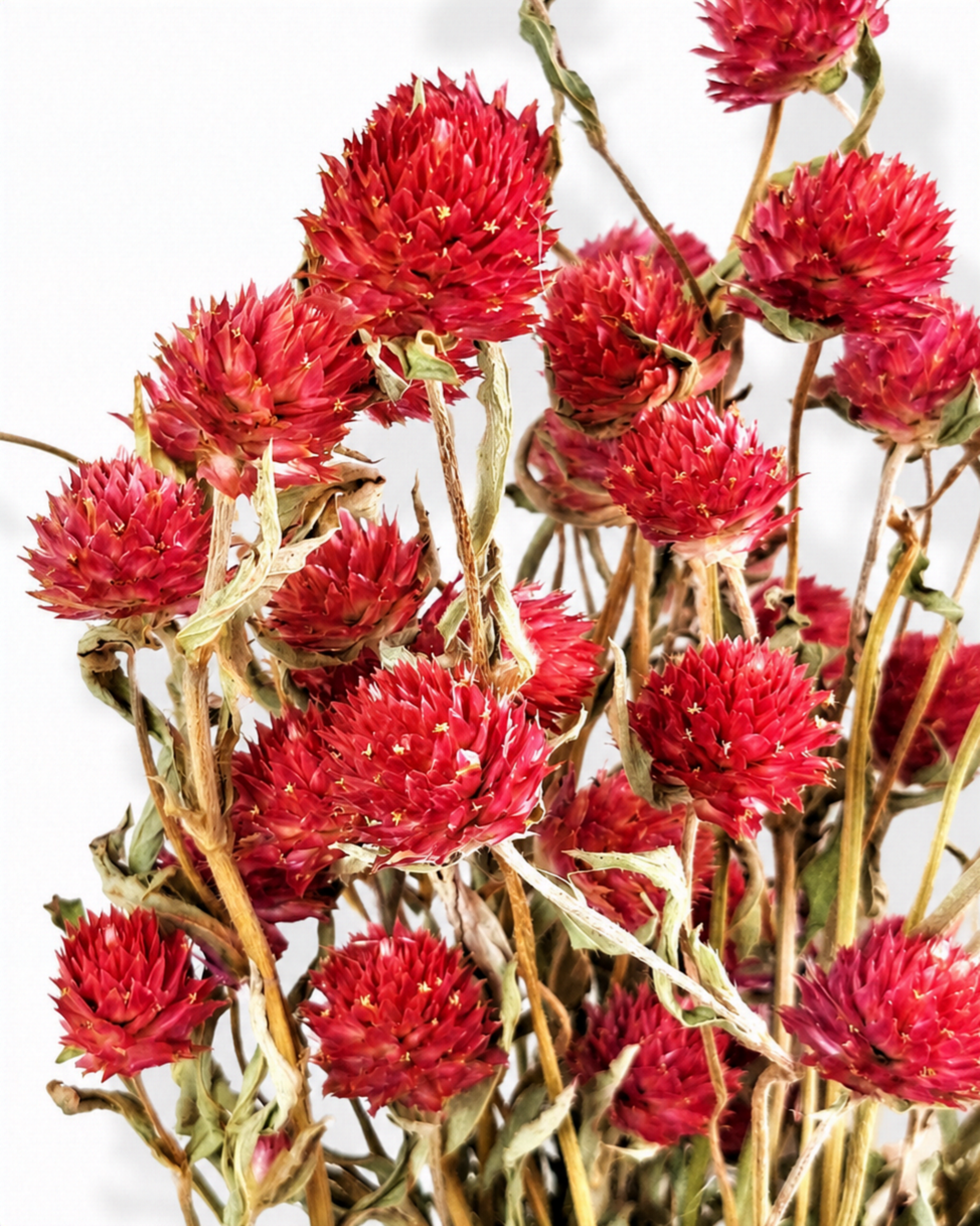 Naturally air-dried strawberry red Gomphrena flower stems, 50g bundle demonstrating the dense rounded texture of blossoms.
