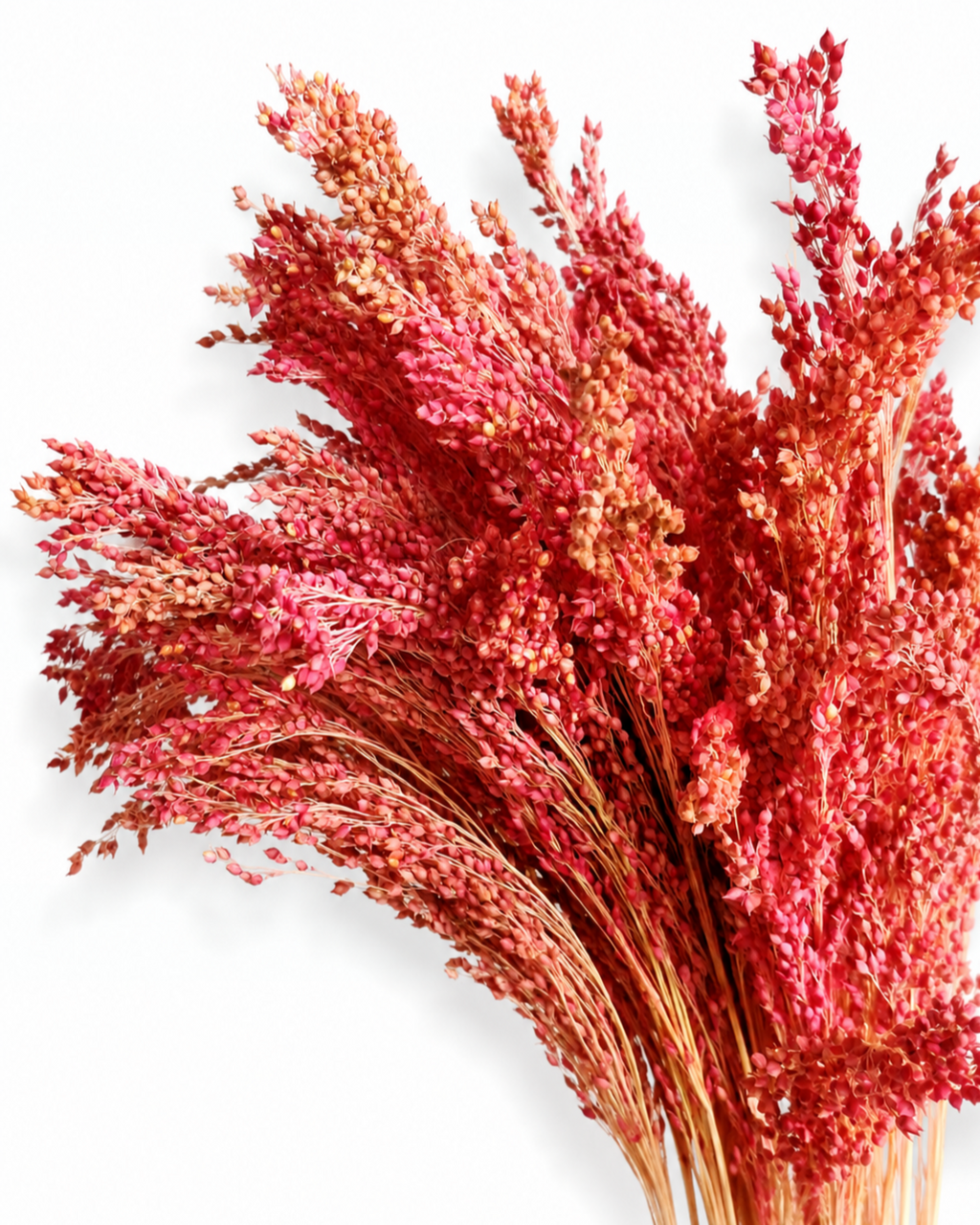Close-up of a 50g bunch of muted matte red dried millet stems showing fluffy seed plumes and rich color.
