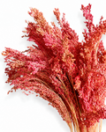 Close-up of a 50g bunch of muted matte red dried millet stems showing fluffy seed plumes and rich color.
