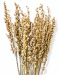 60 cm long natural dried ornamental quaking grass for modern scandinavian home decoration