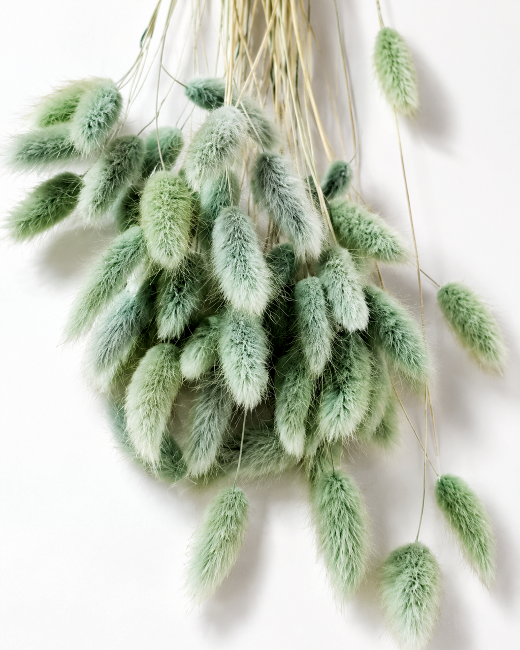 Olive Green Lagurus Stems