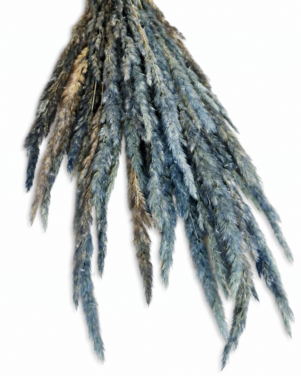 Overhead shot of a tied bundle of dried dusty blue Calamagrostis grass hanging downwards against a white backdrop, highlighting the soft cascading texture of the plumes.
